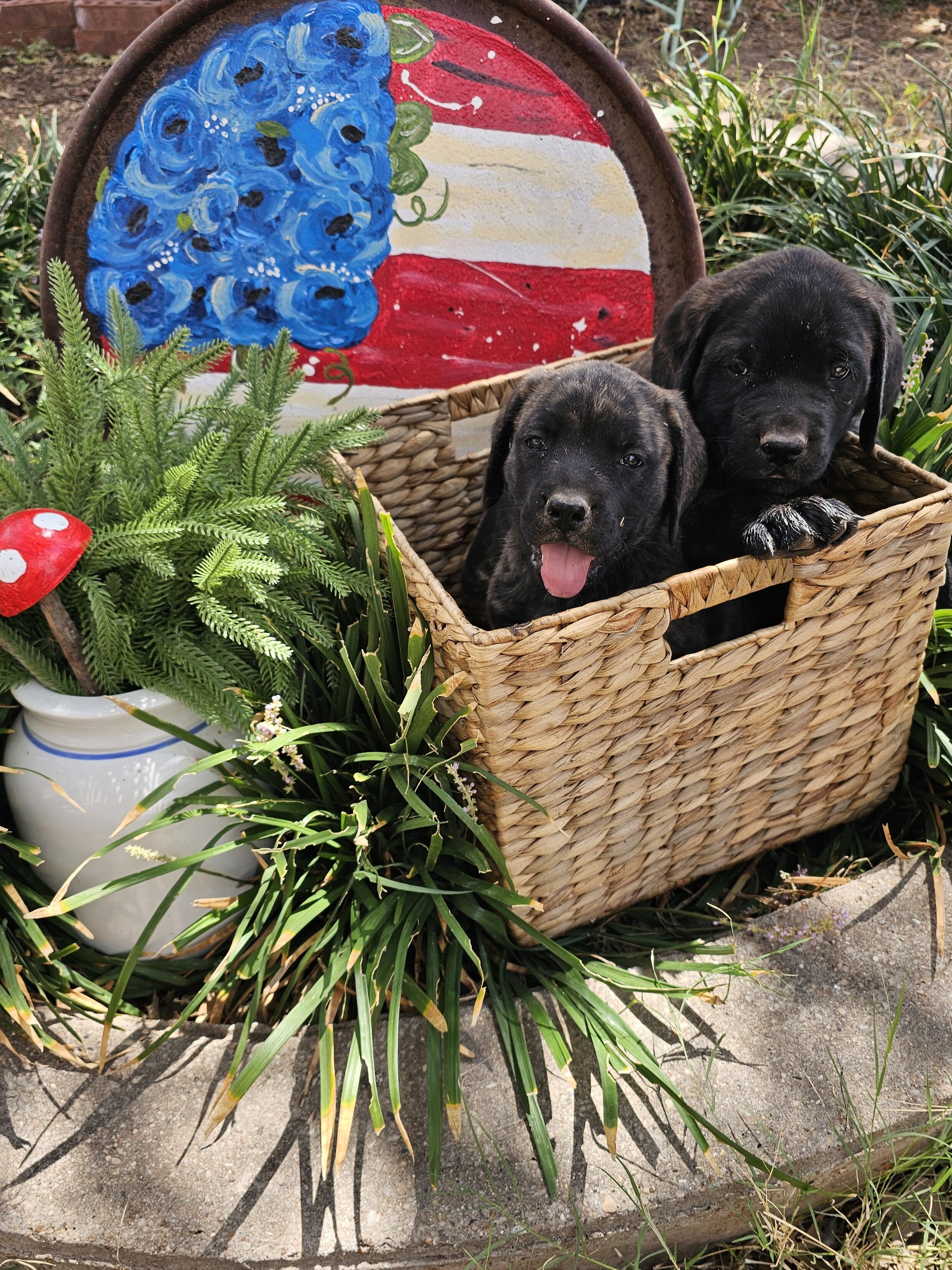 AKC English Mastiff Puppies image 5