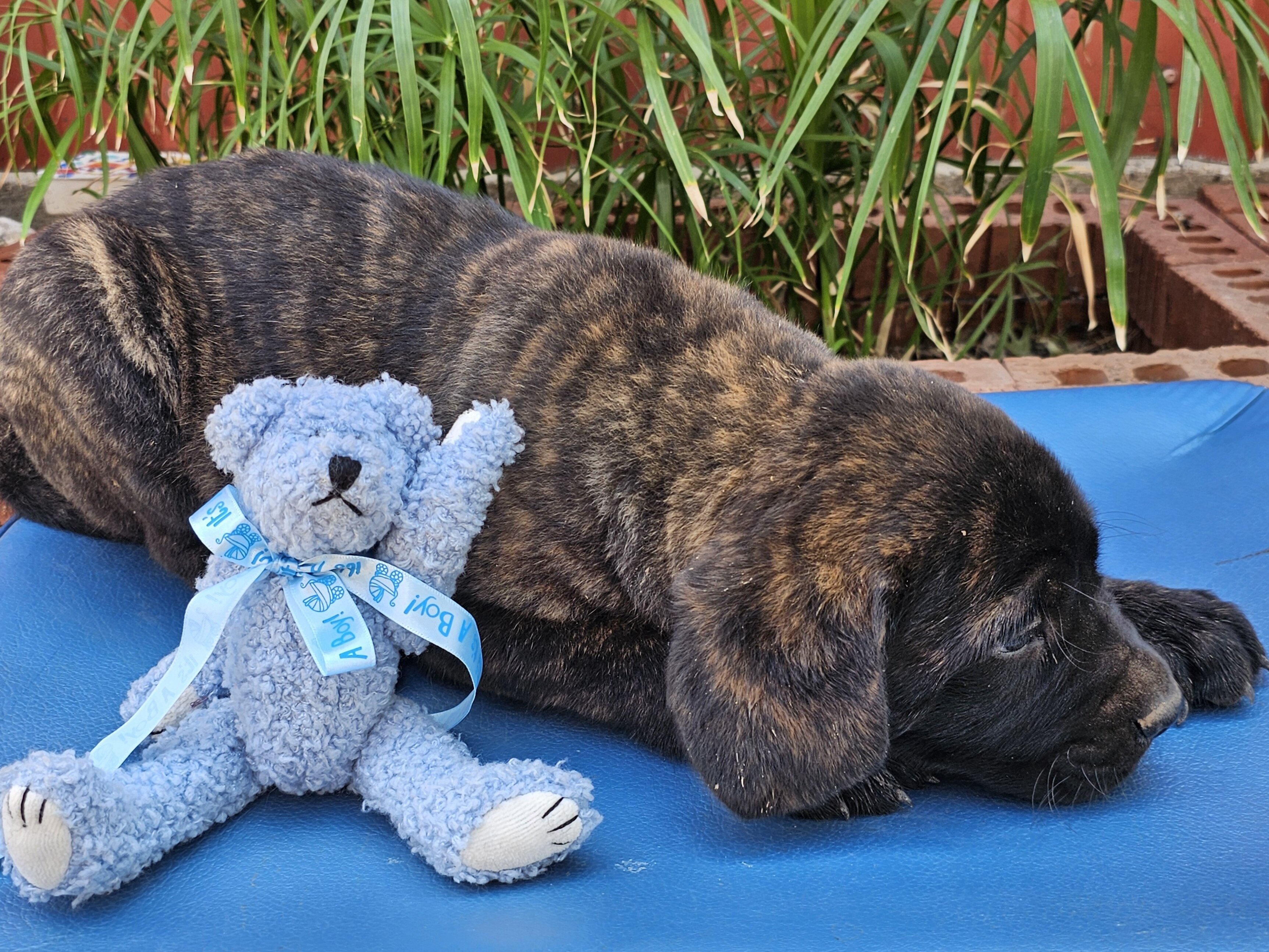 AKC English Mastiff Puppies image 6