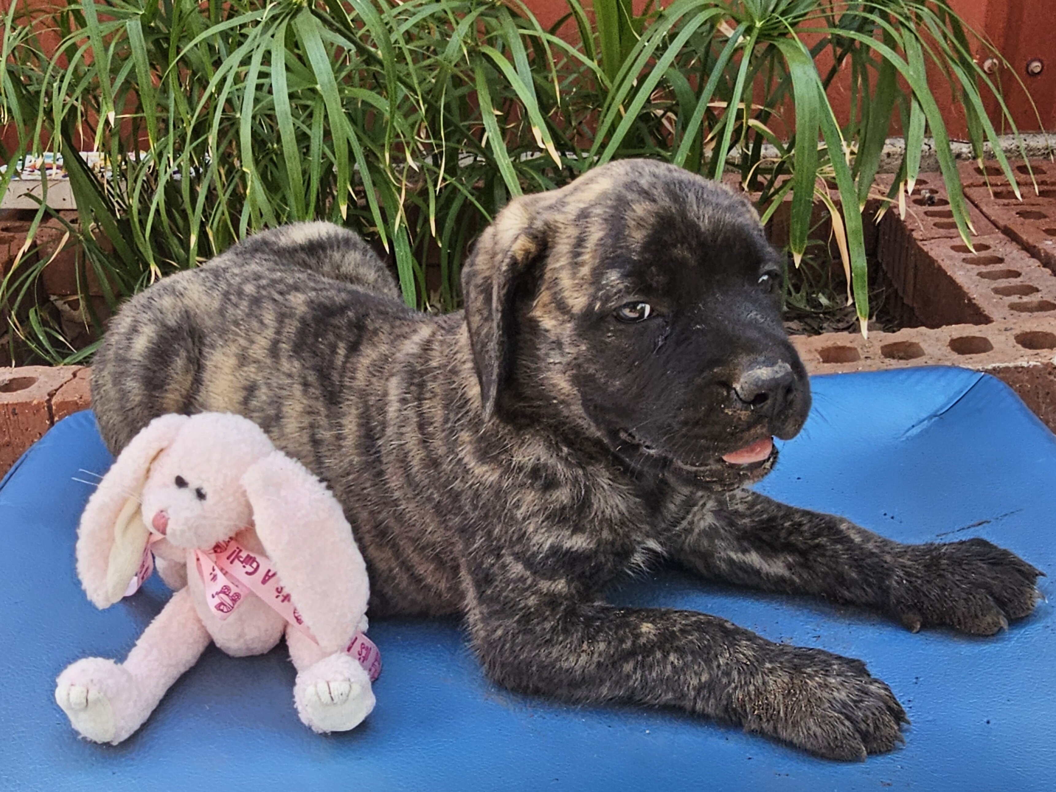 AKC English Mastiff Puppies image 7