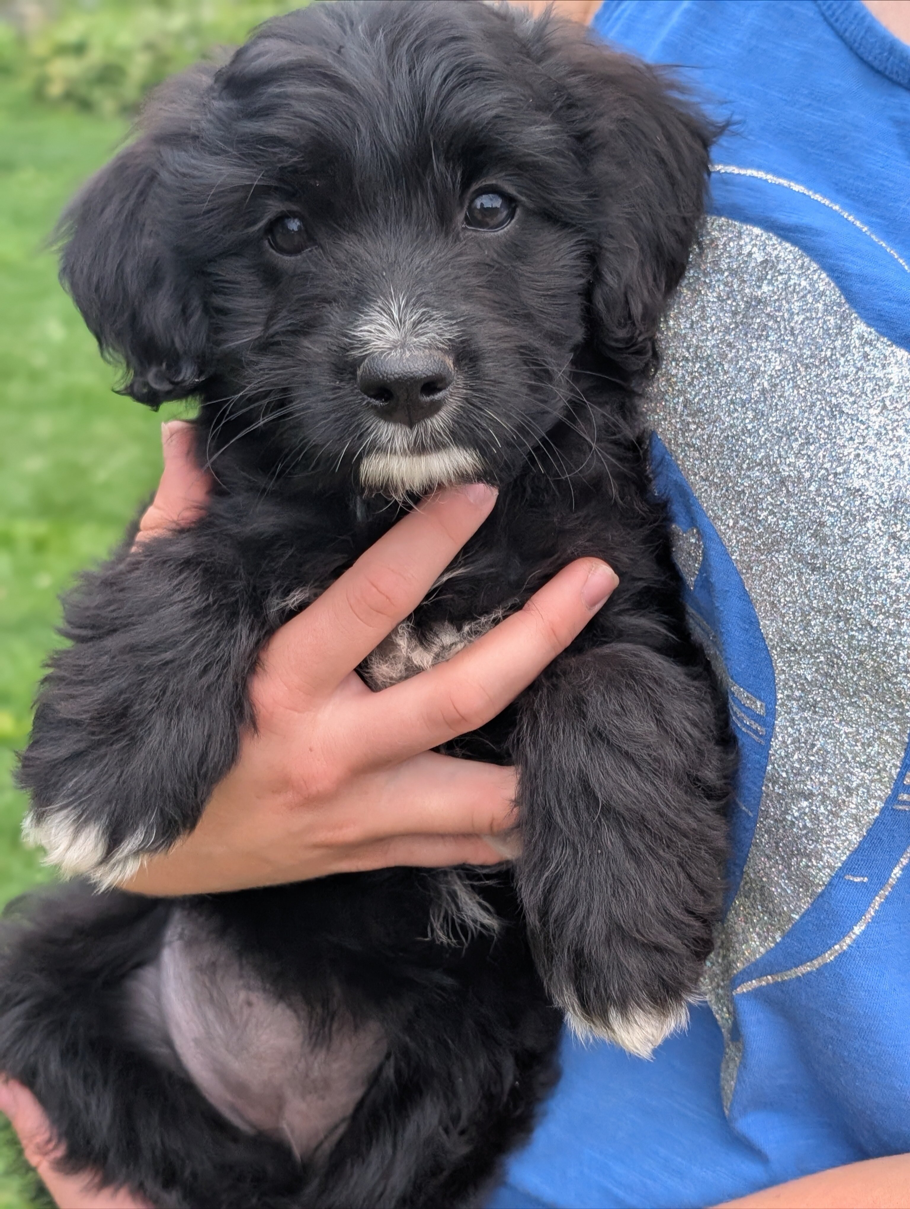 Mini Aussiedoodle! Ready to go home image 2