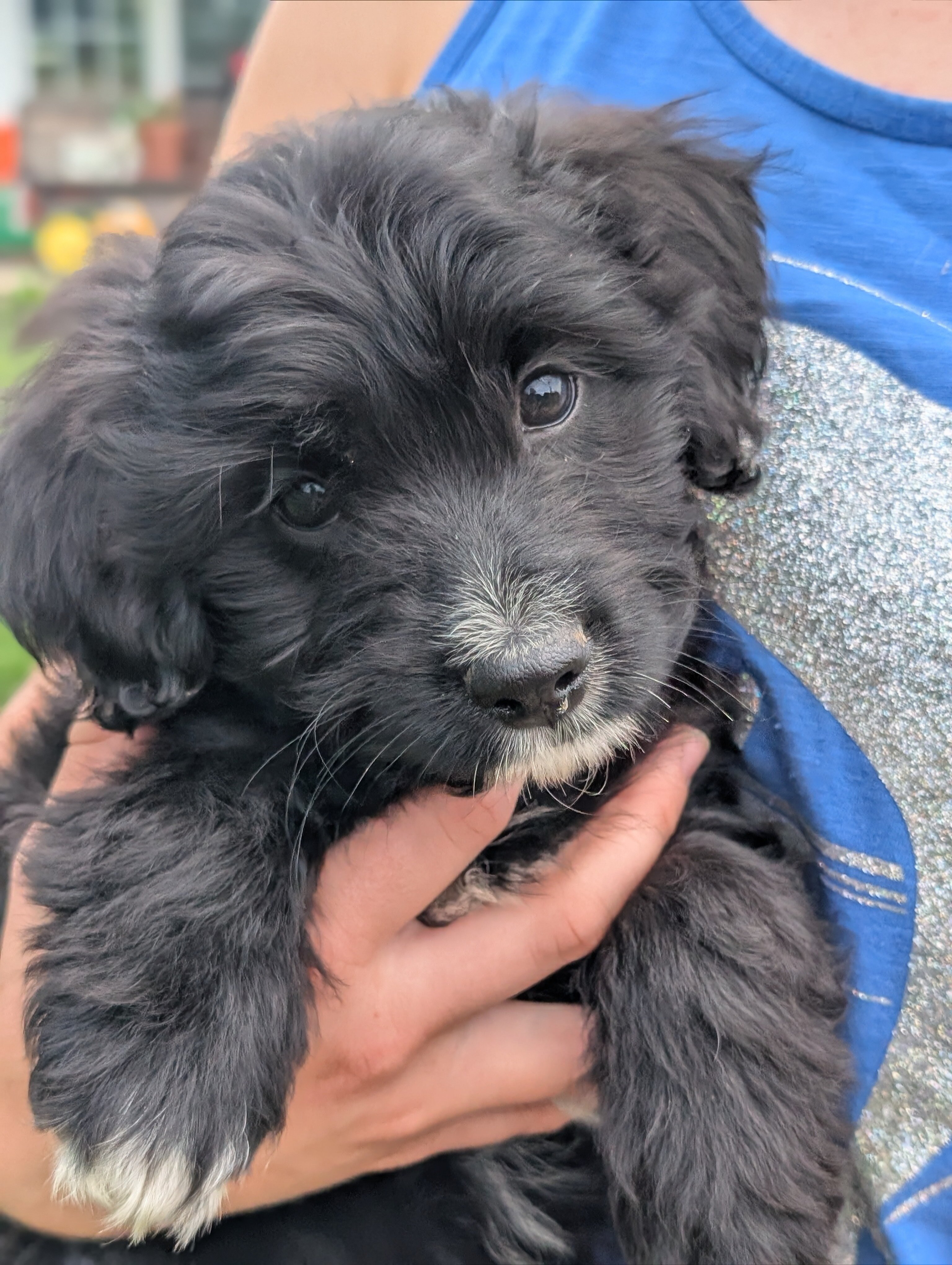 Mini Aussiedoodle! Ready to go home image 1