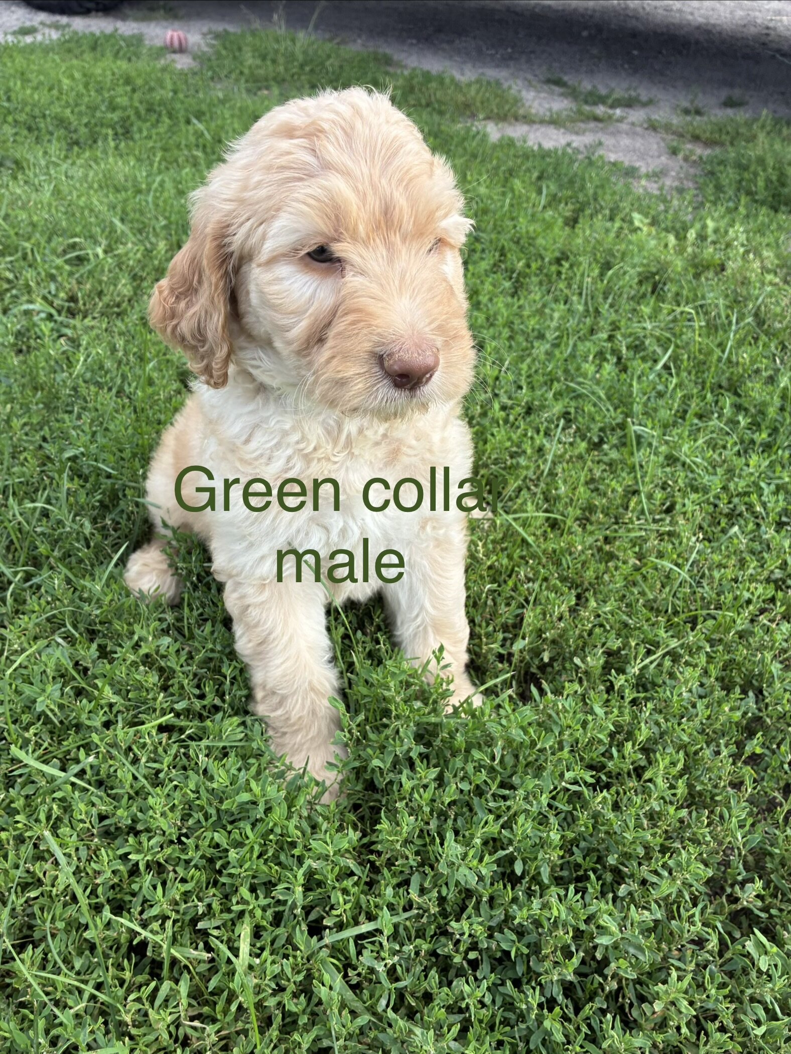 Goldendoodle F1B pups image 5