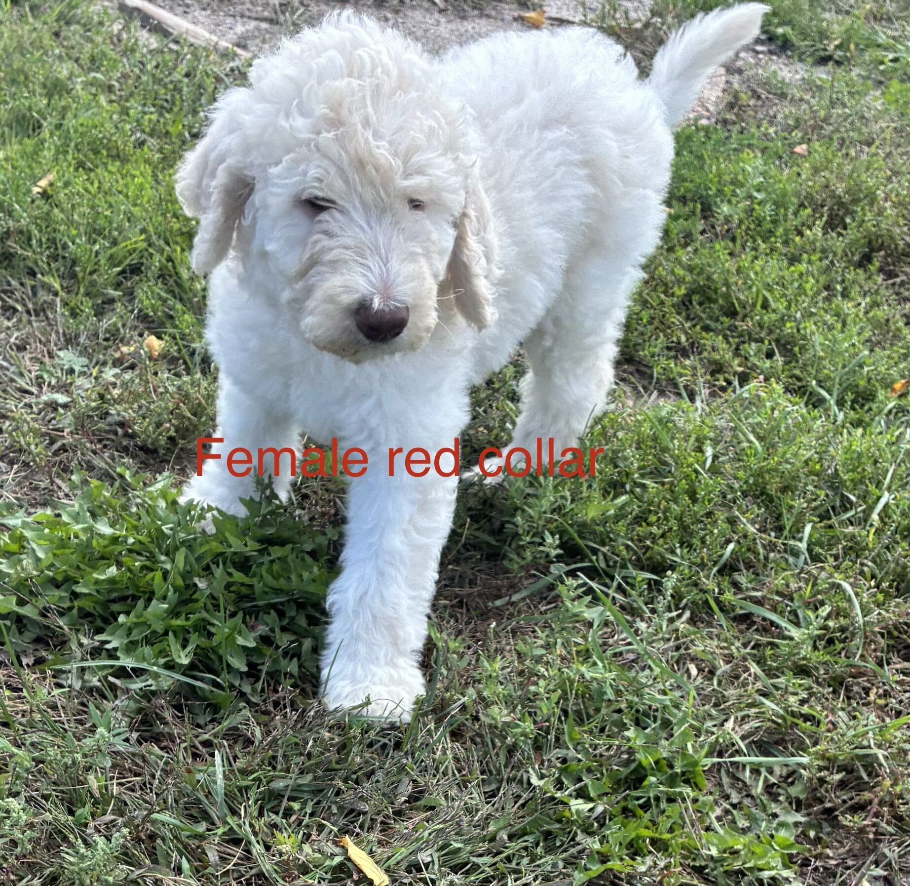Goldendoodle F1B pups image 4