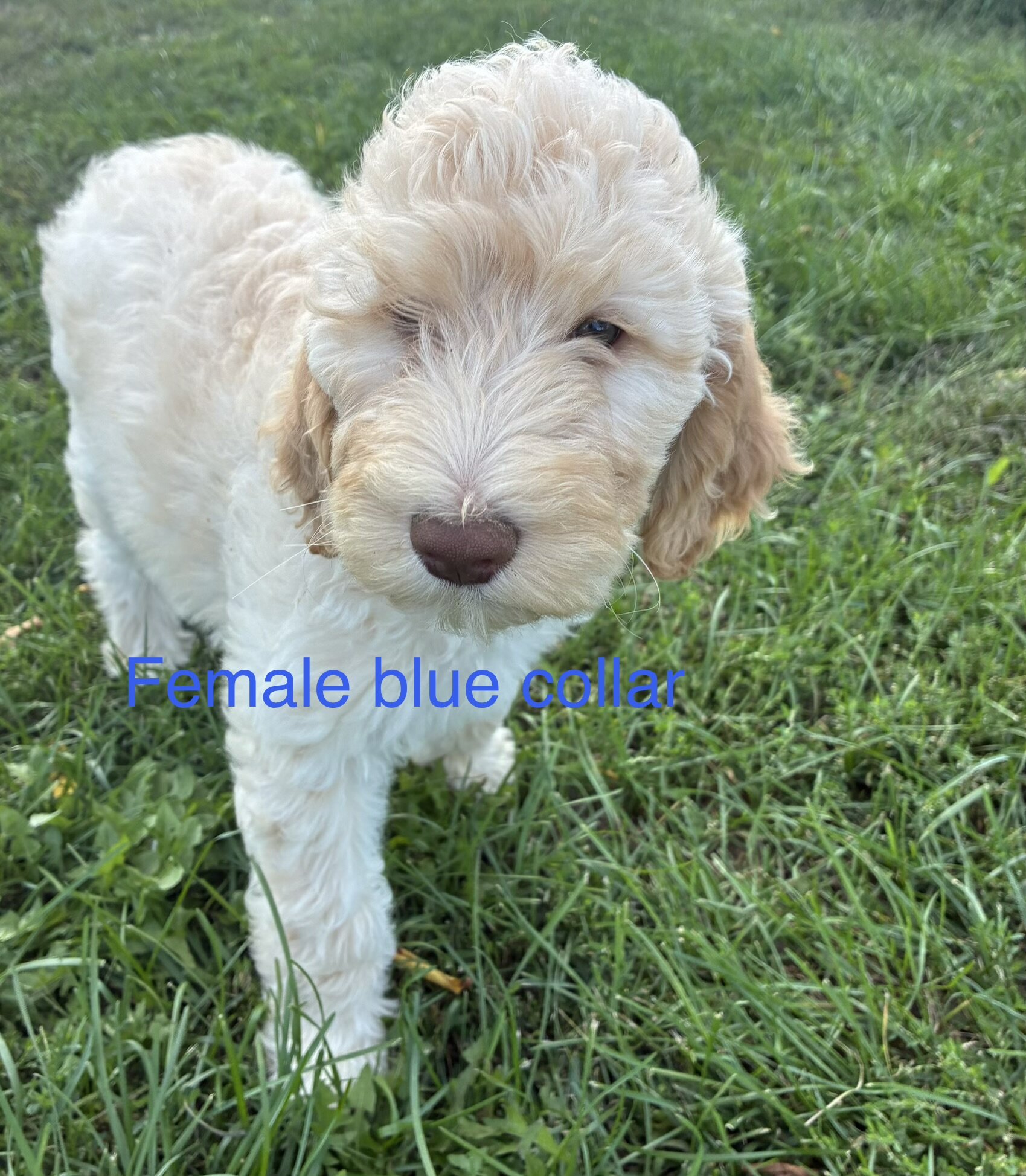 Goldendoodle F1B pups image 3