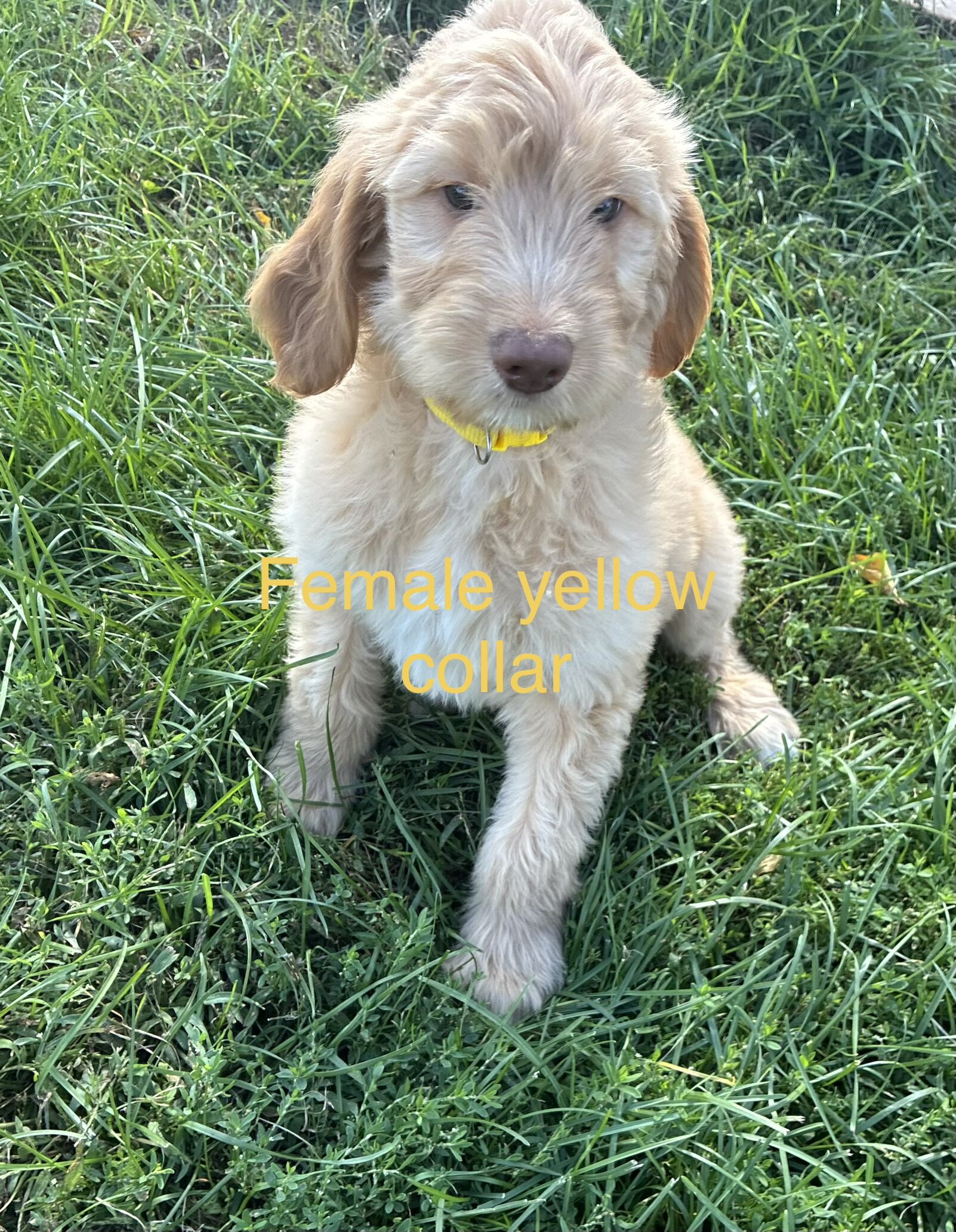 Goldendoodle F1B pups image 2