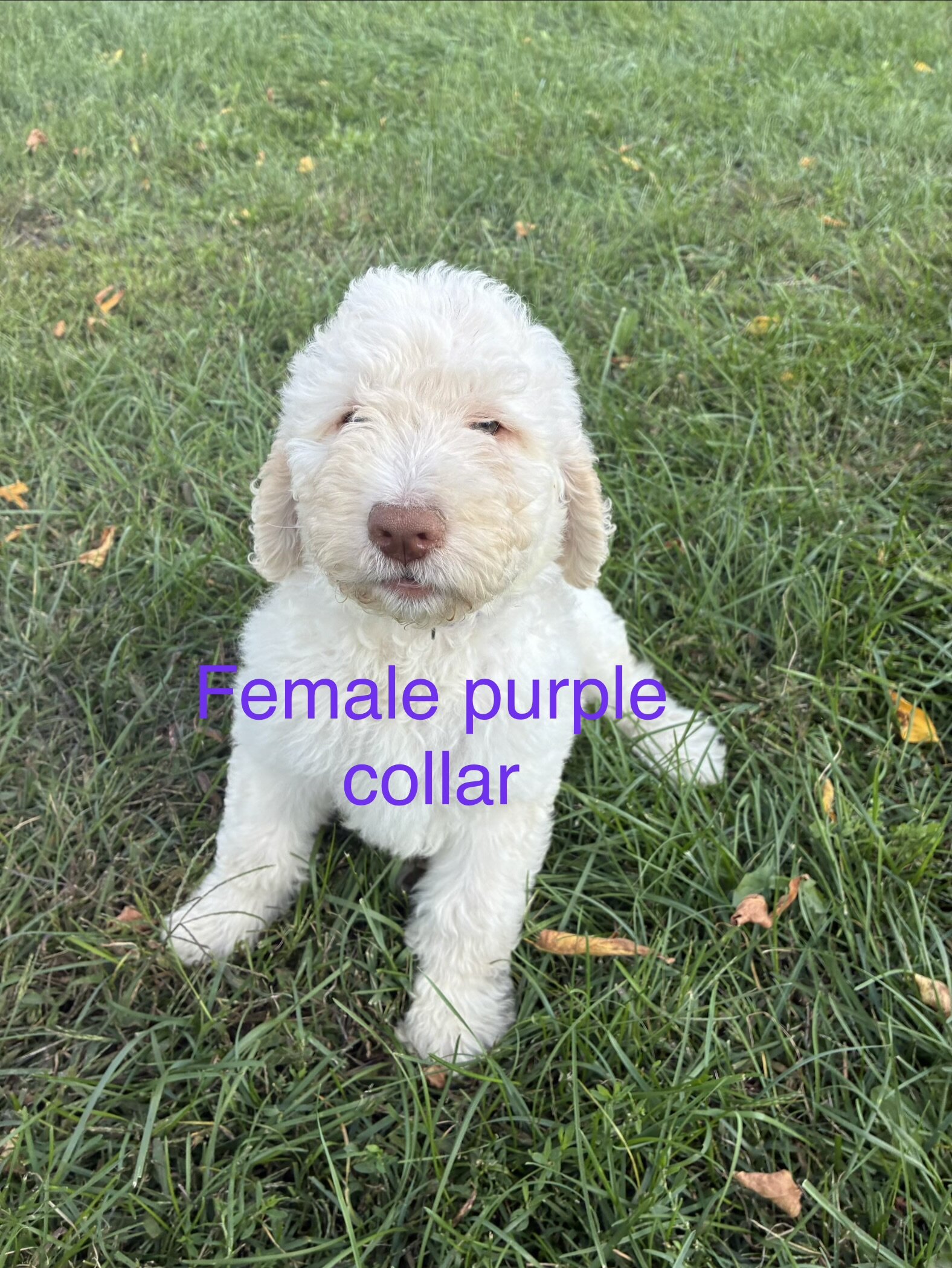 Goldendoodle F1B pups image 1