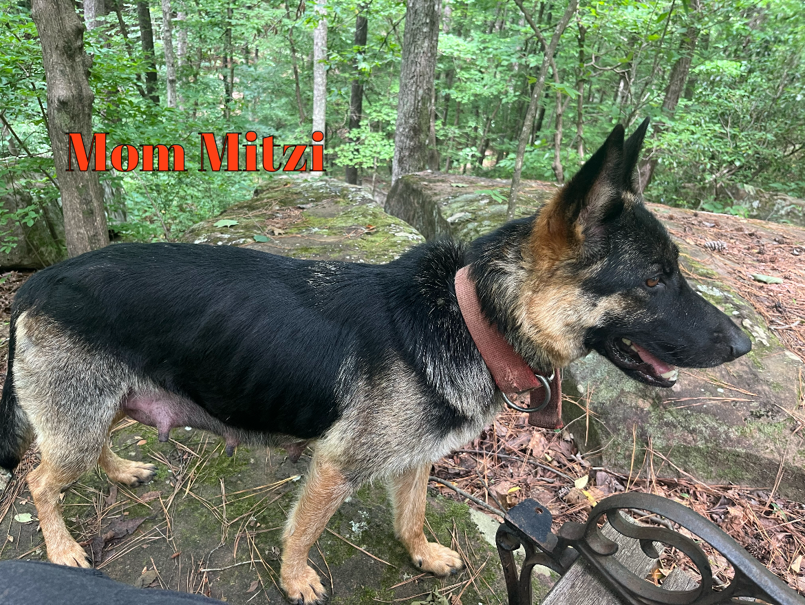 German Shepherd Lab Mix Puppies, 14 wks-2 M, 1F image 3