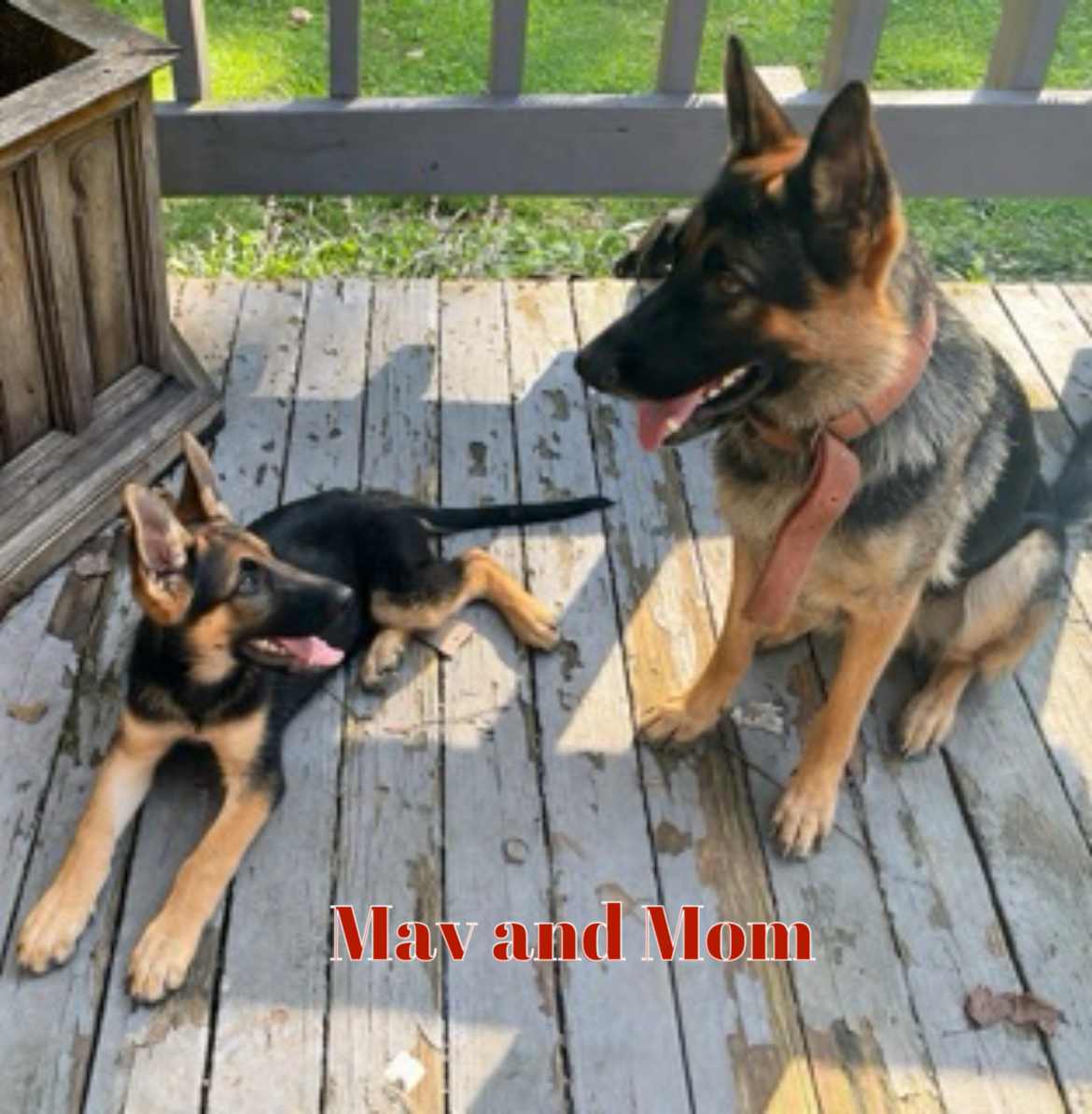 German Shepherd Lab Mix Puppies, 14 wks-2 M, 1F image 4