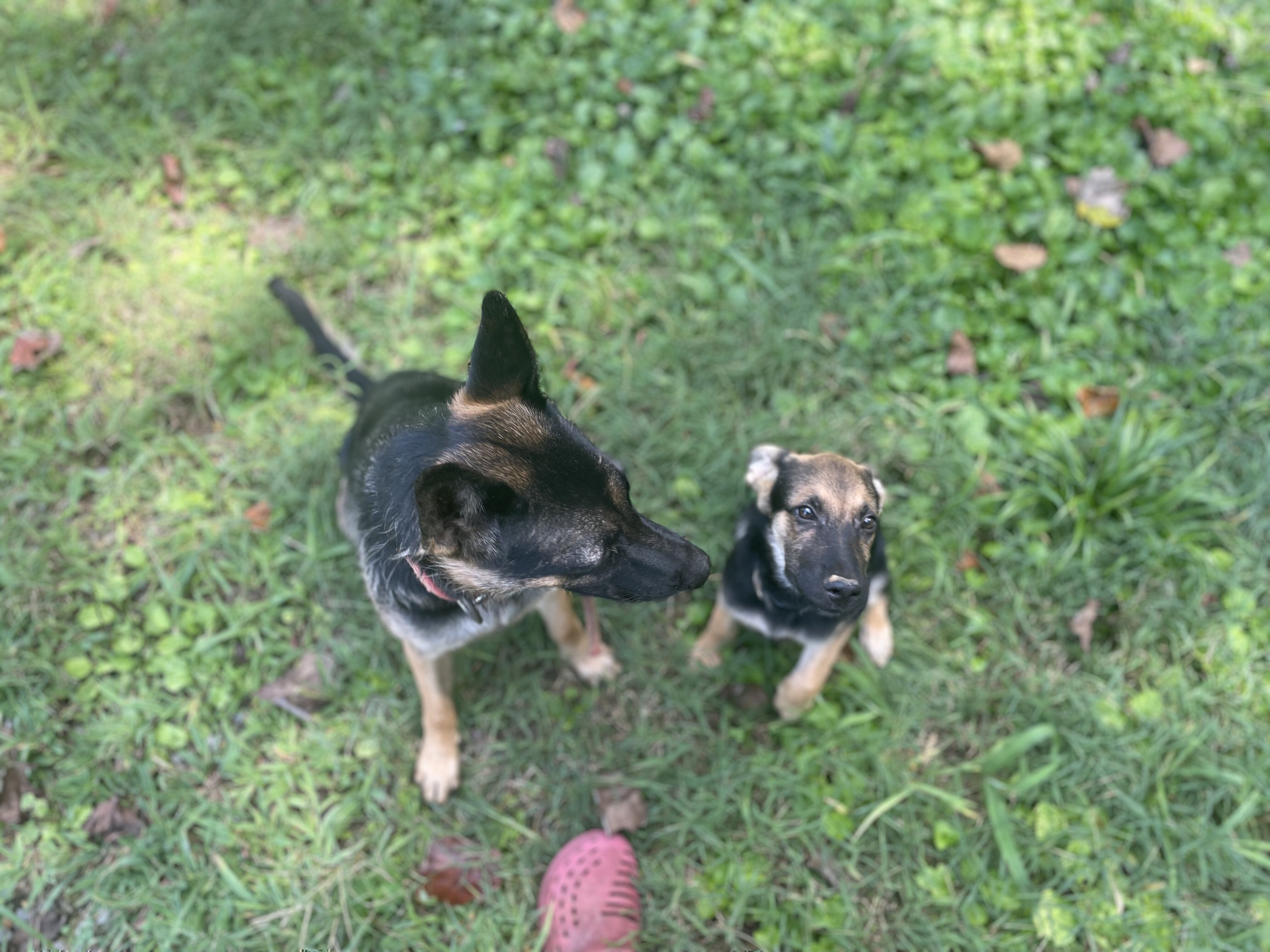 German Shepherd Lab Mix Puppies, 14 wks-2 M, 1F image 5