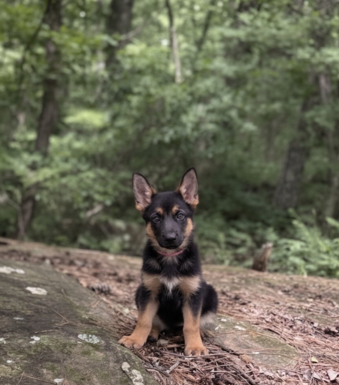 German Shepherd Lab Mix Puppies, 14 wks-2 M, 1F image 1
