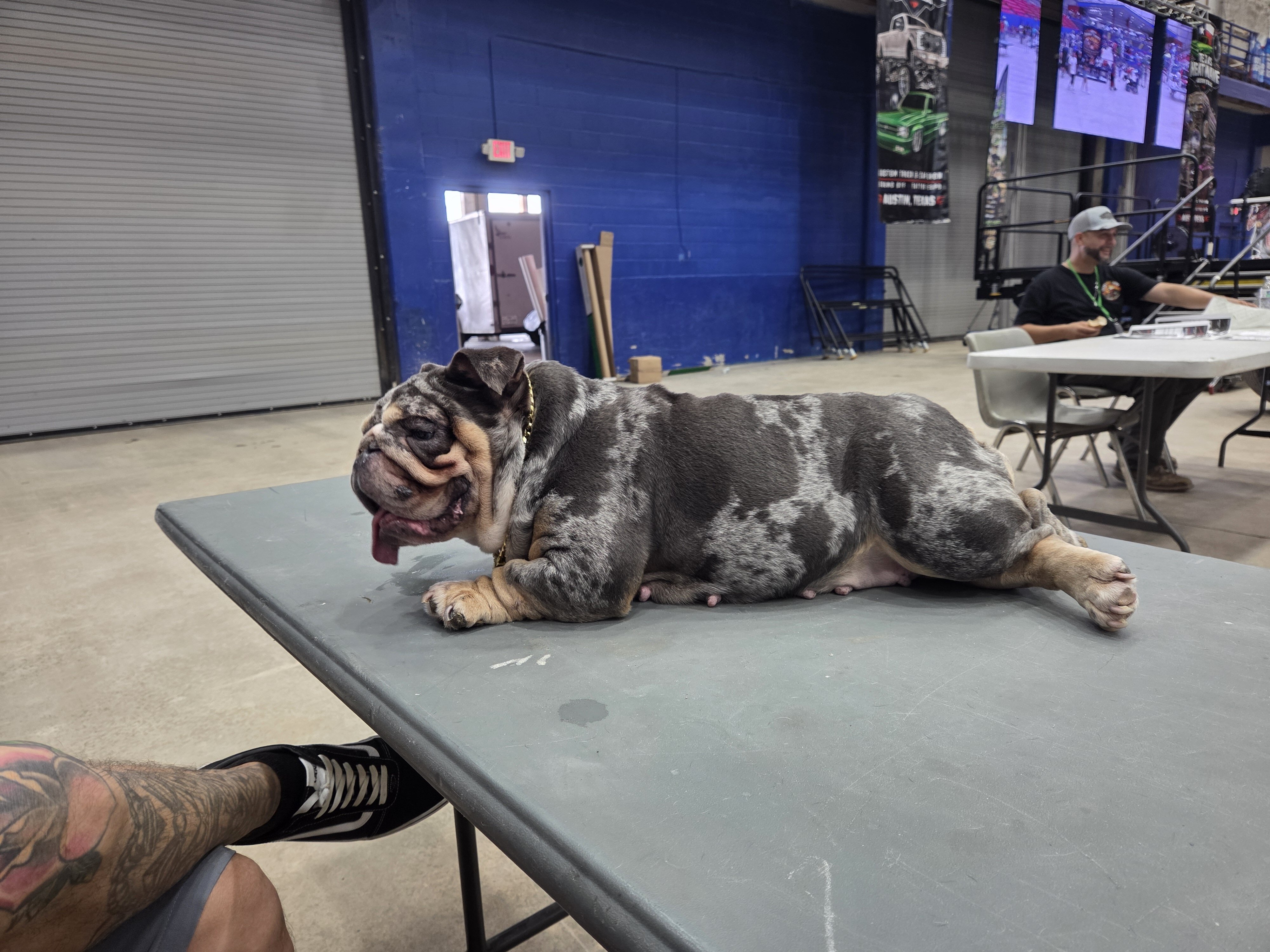 Mini English Bulldog image 1