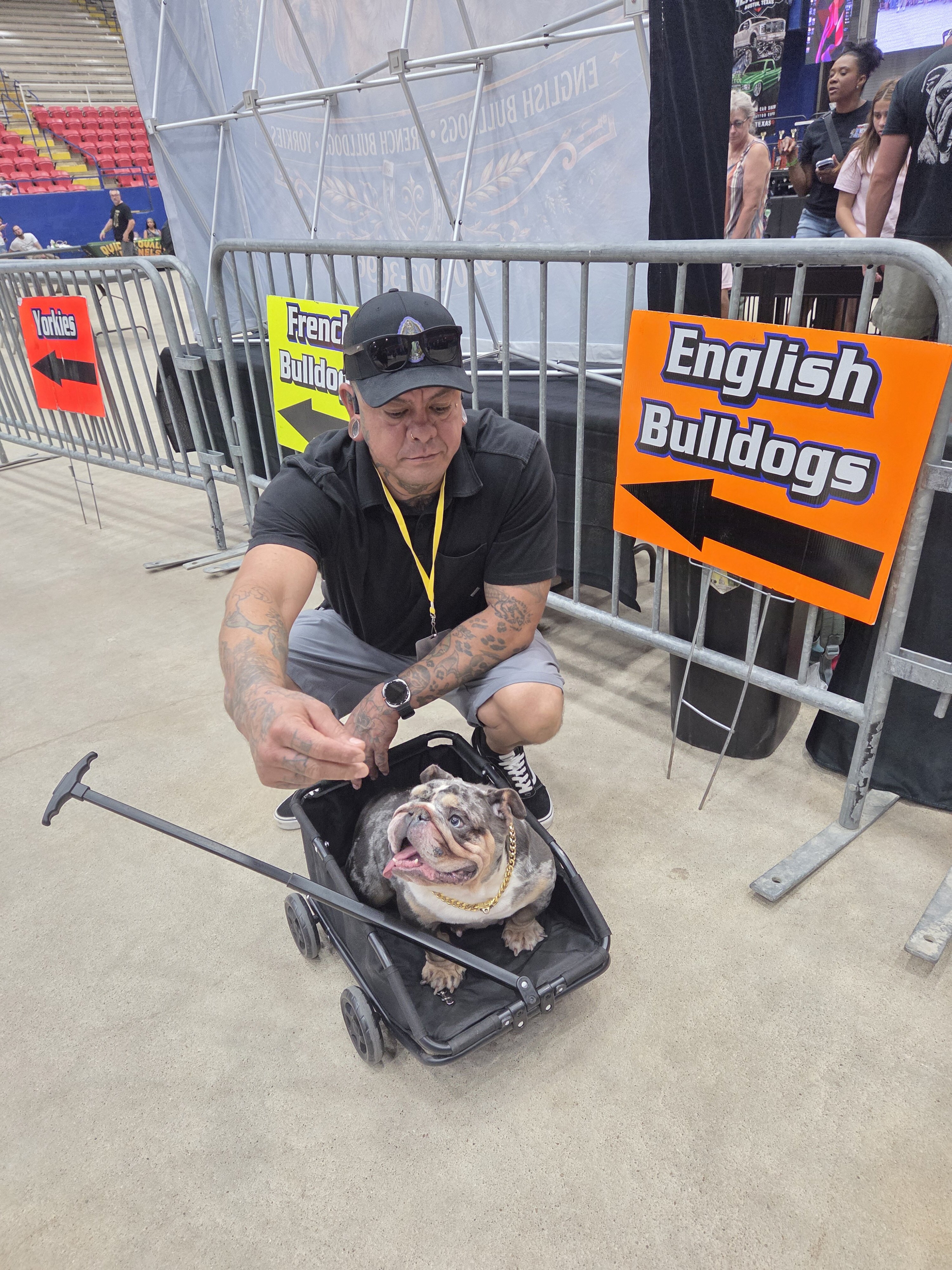 Mini English Bulldog image 4