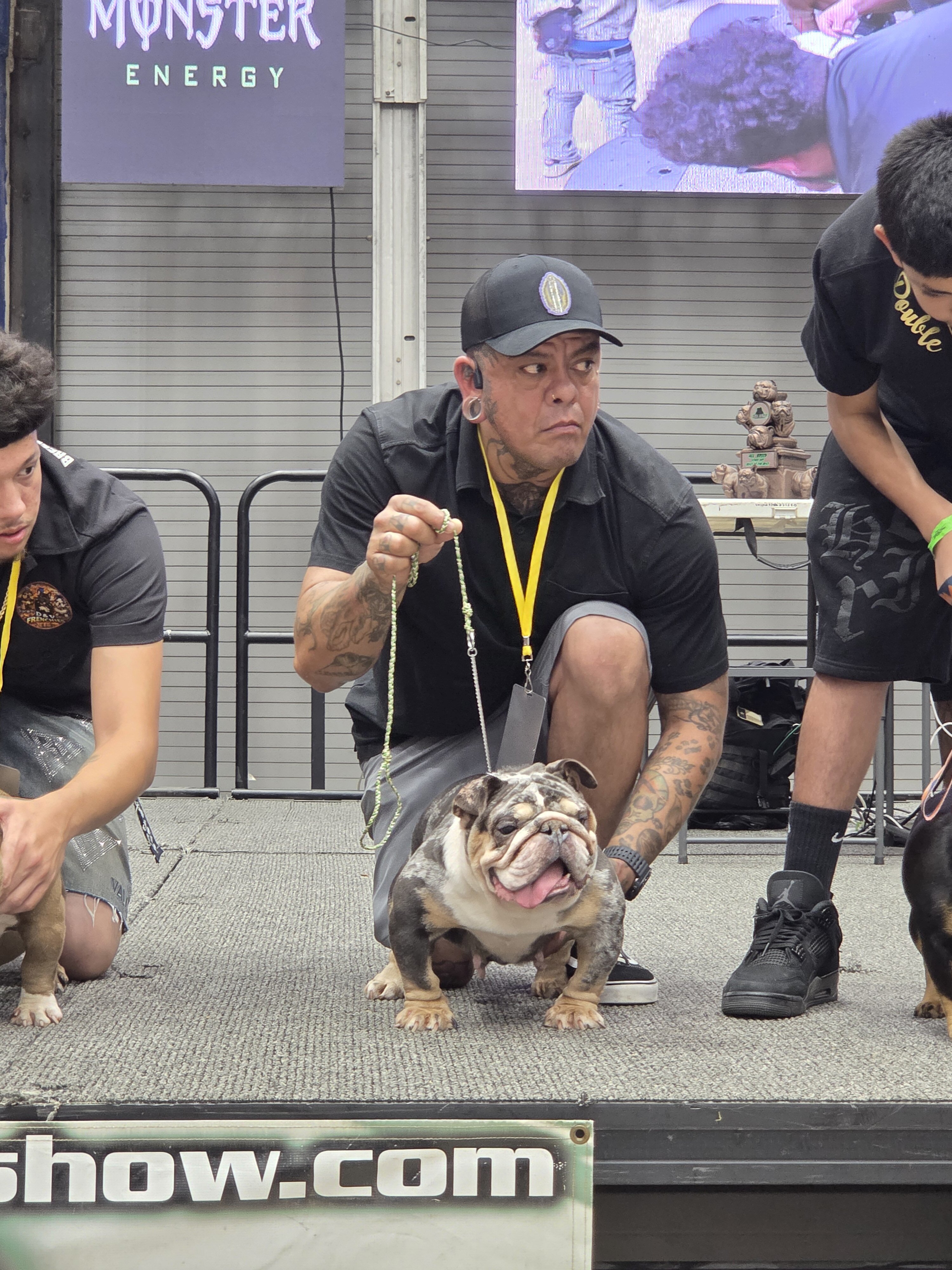 Mini English Bulldog image 2