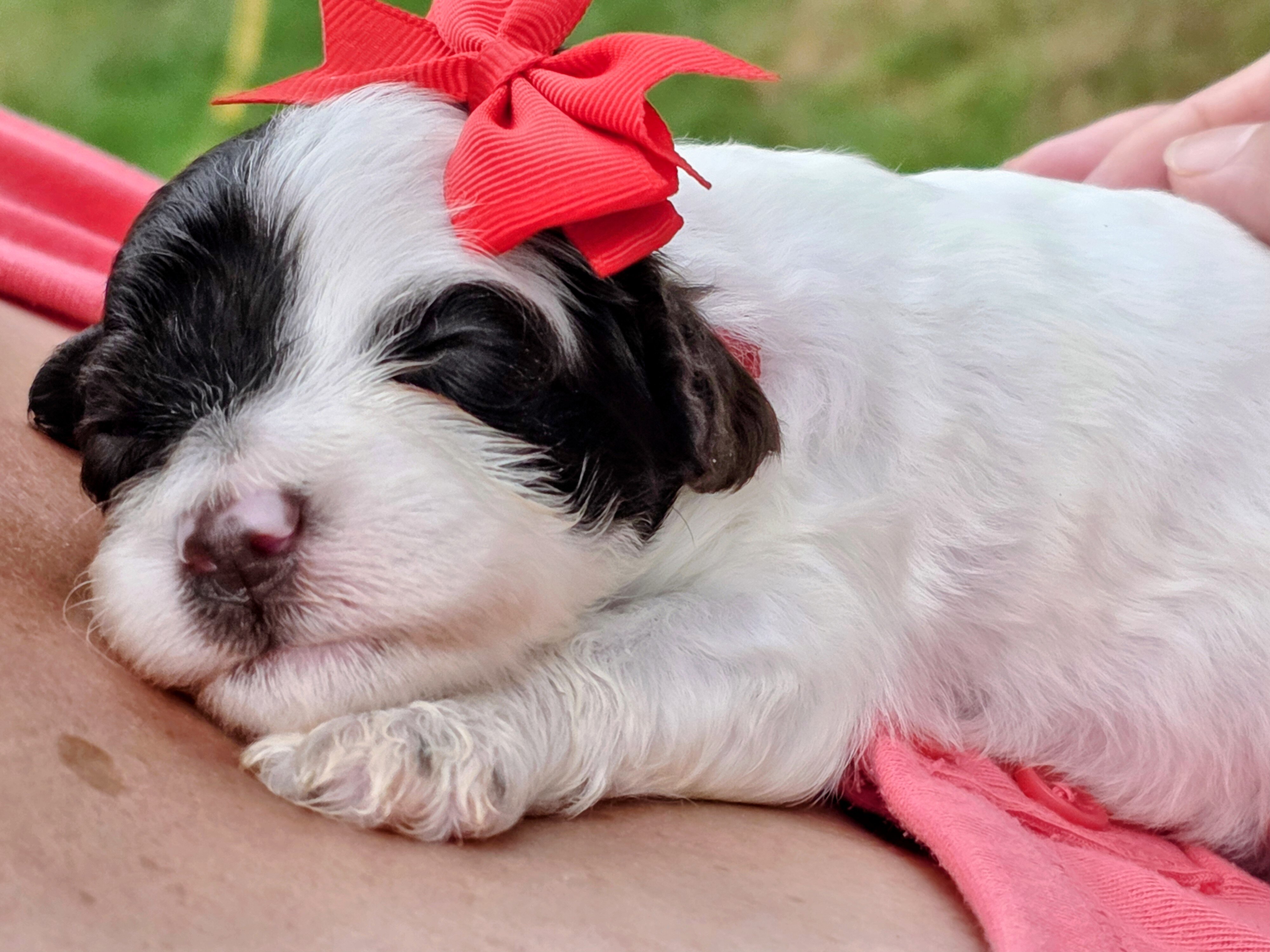Miniature Portidoodles image 1