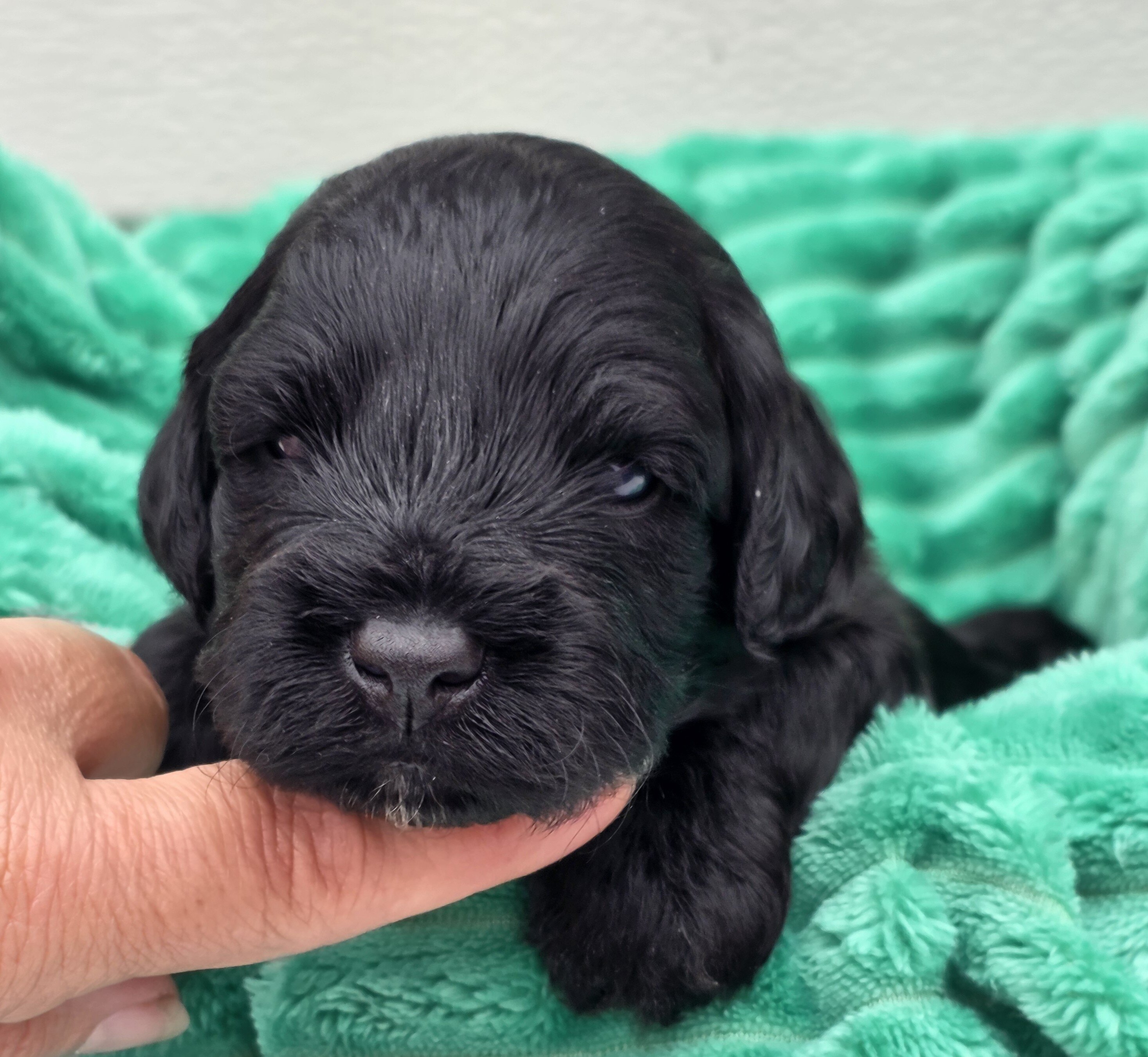 Miniature Portidoodles image 3