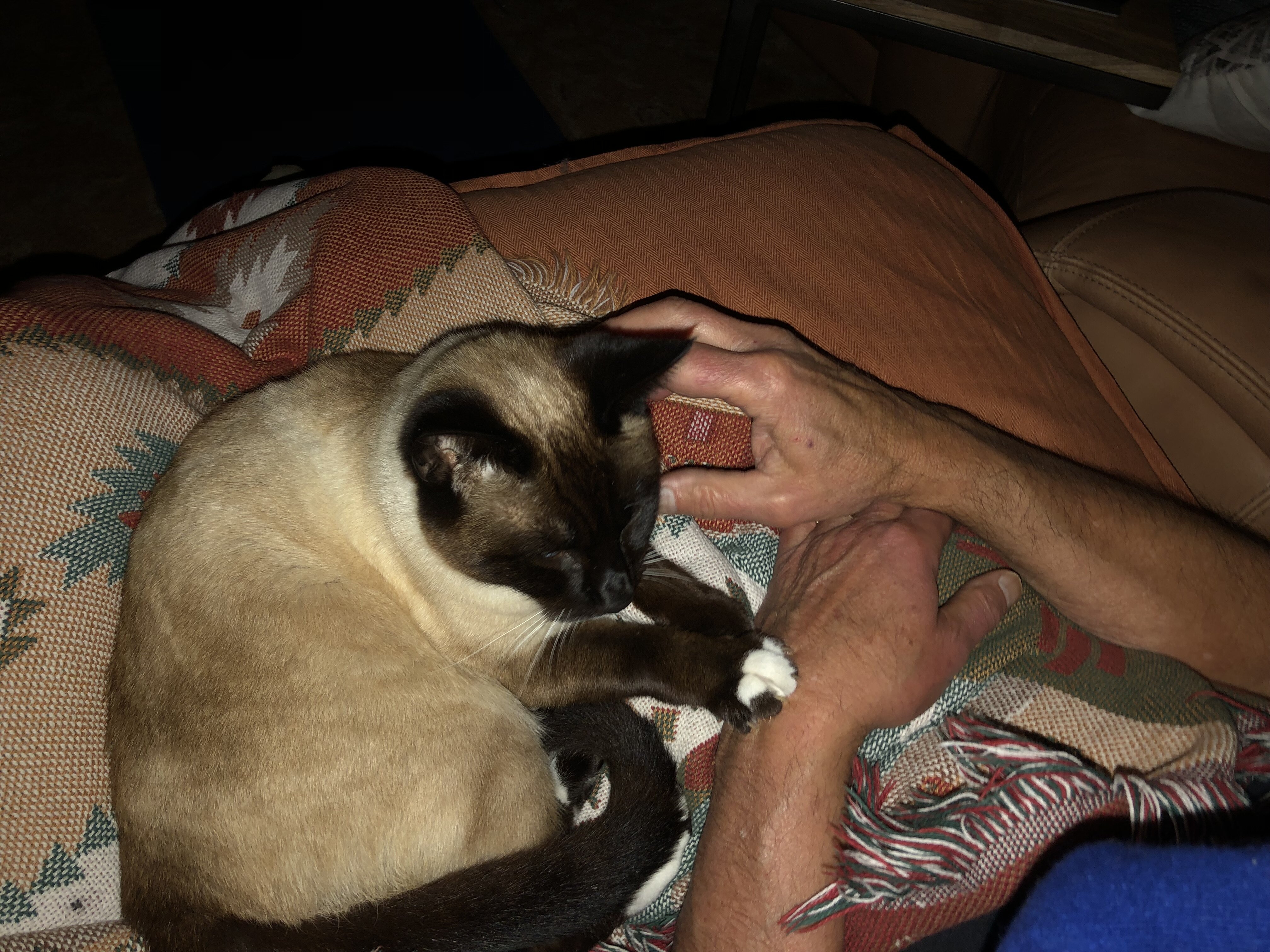 10 year old Siamese cat image 1