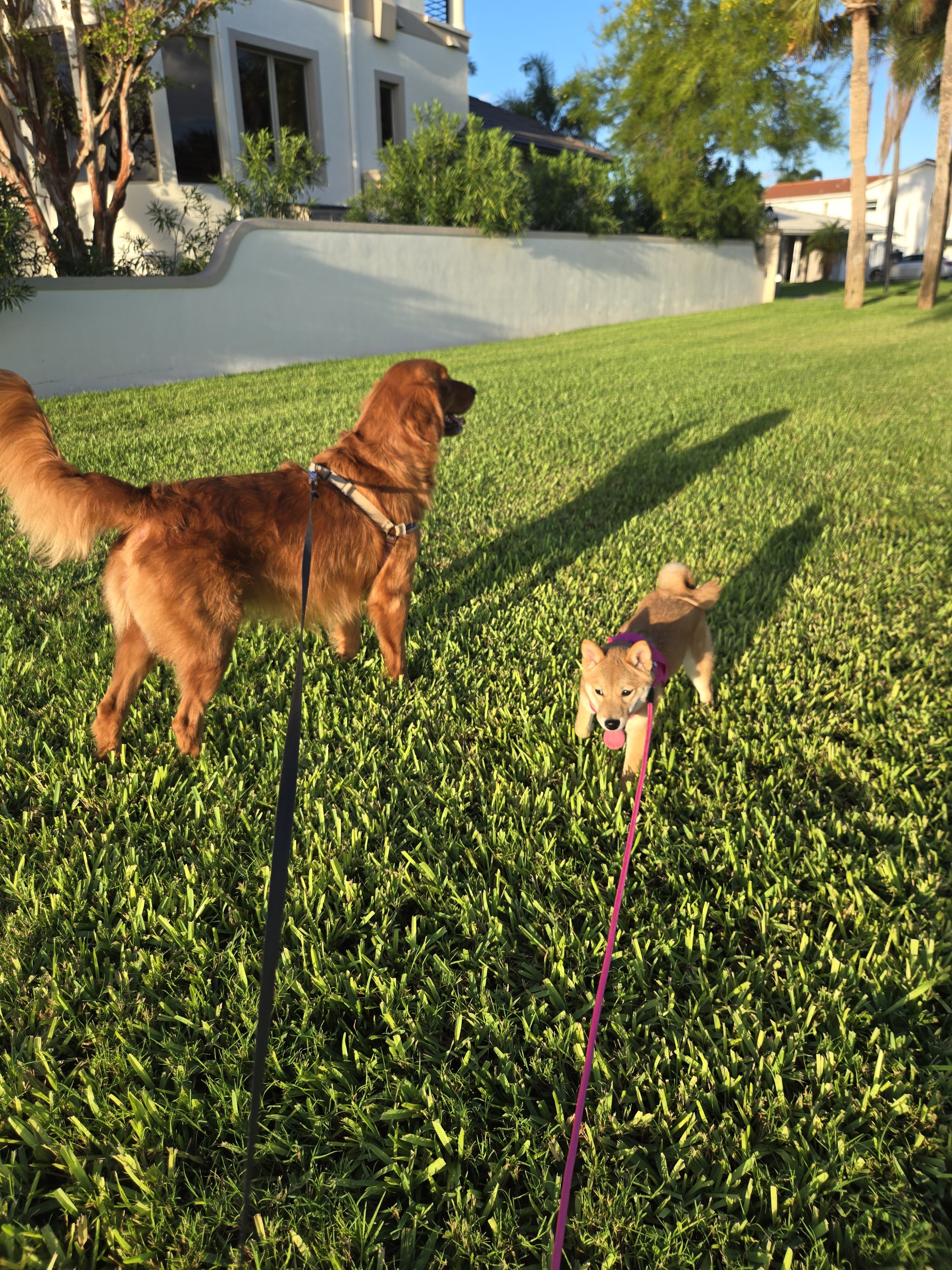 6 month old Sheba Inu image 2