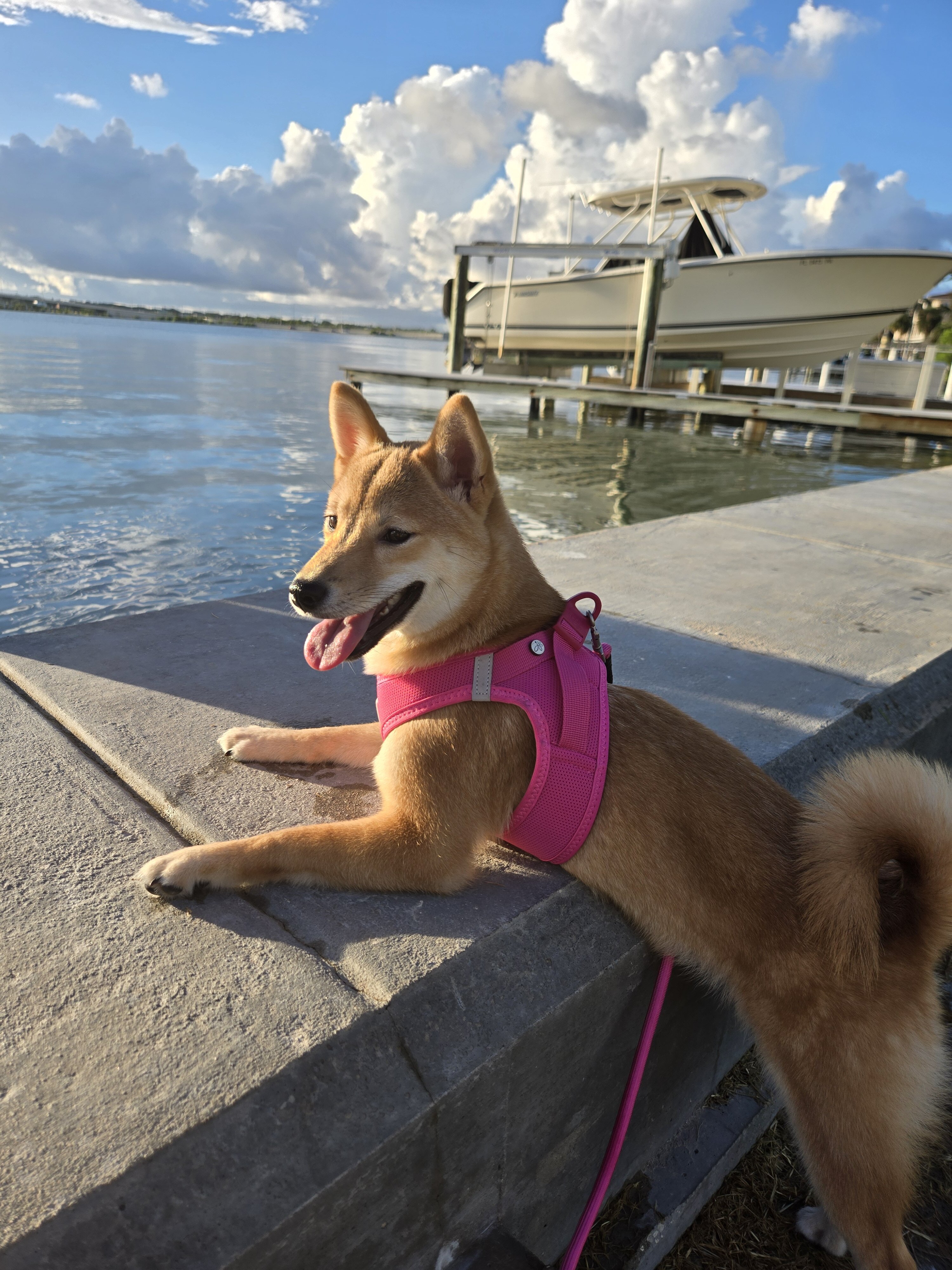 6 month old Sheba Inu image 1