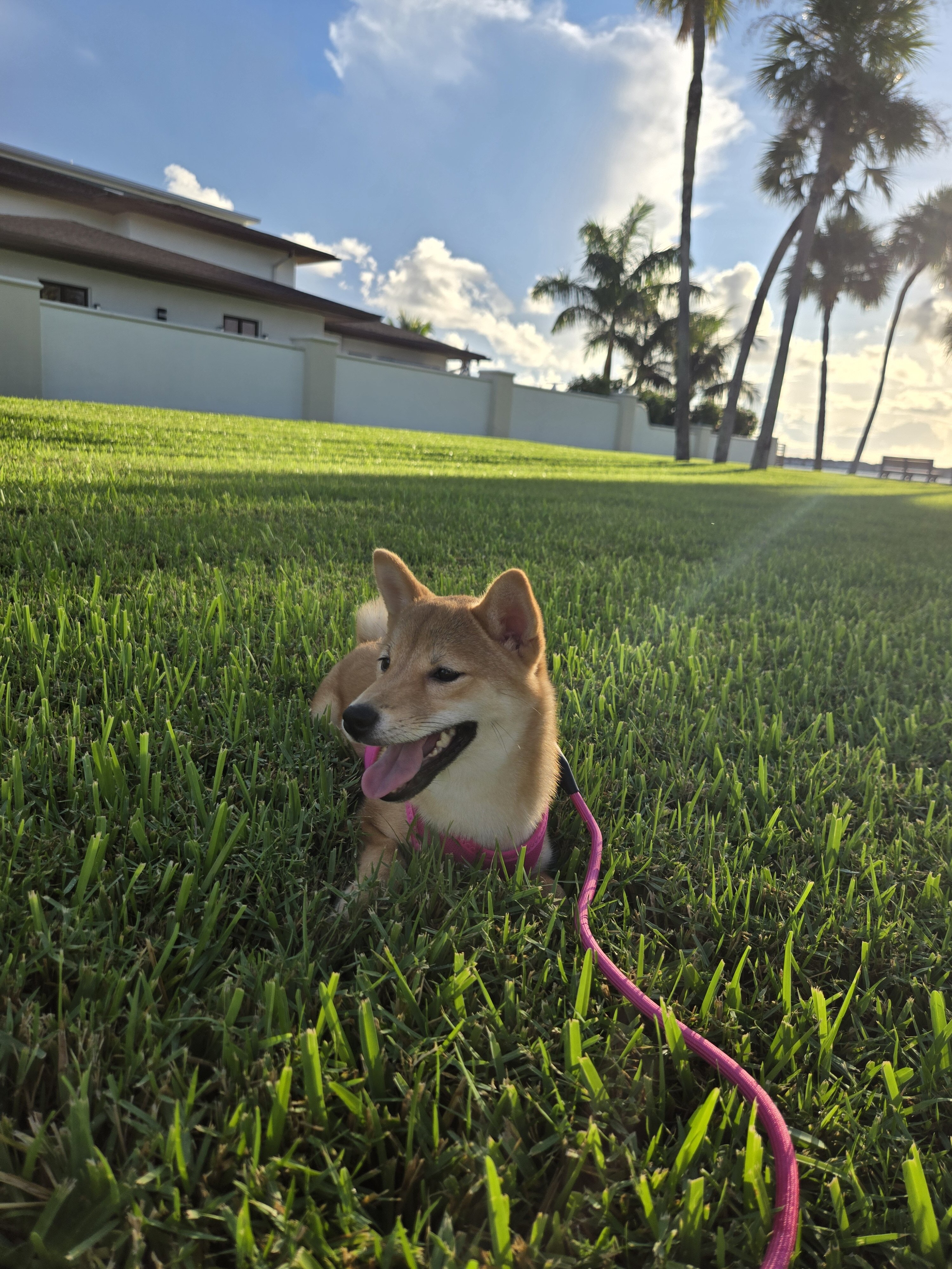 6 month old Sheba Inu image 3