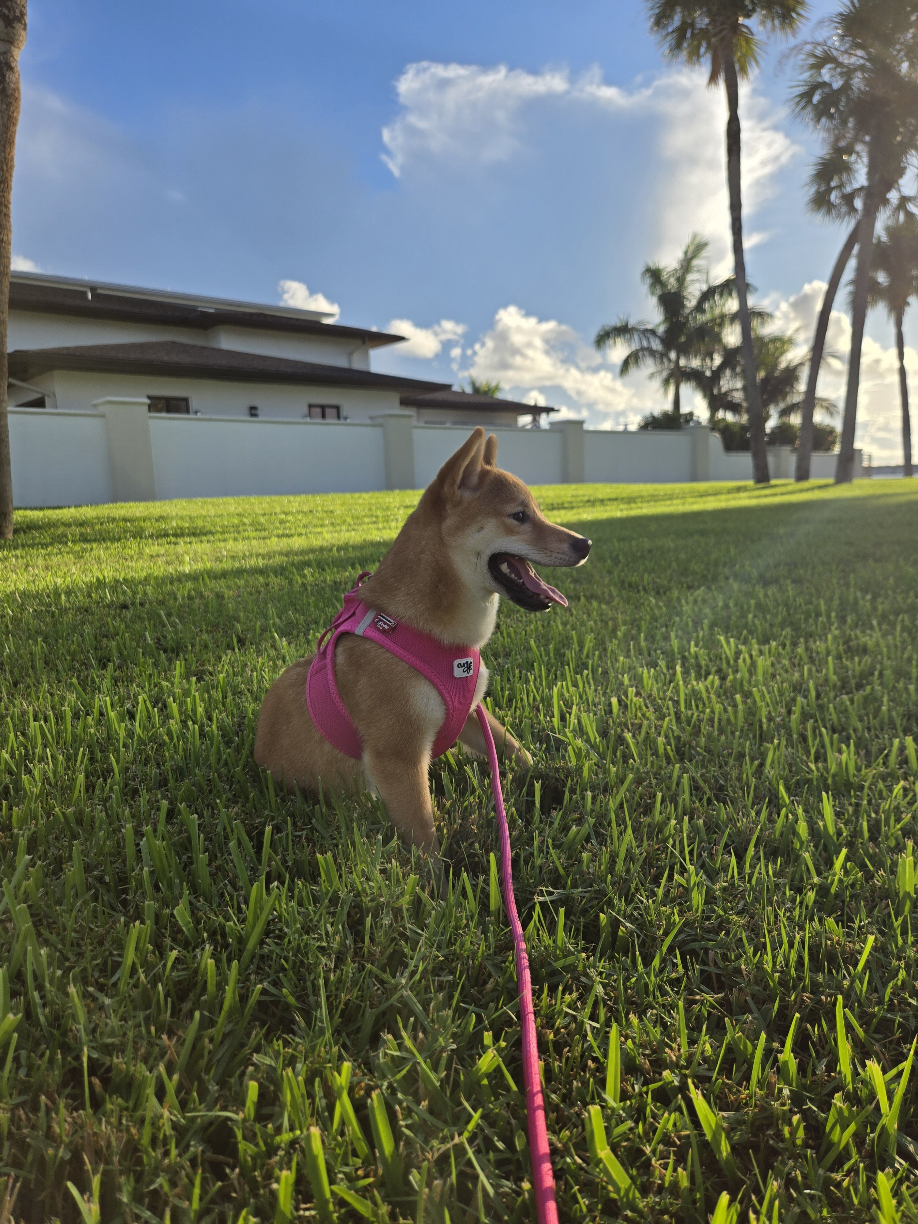 6 month old Sheba Inu image 4