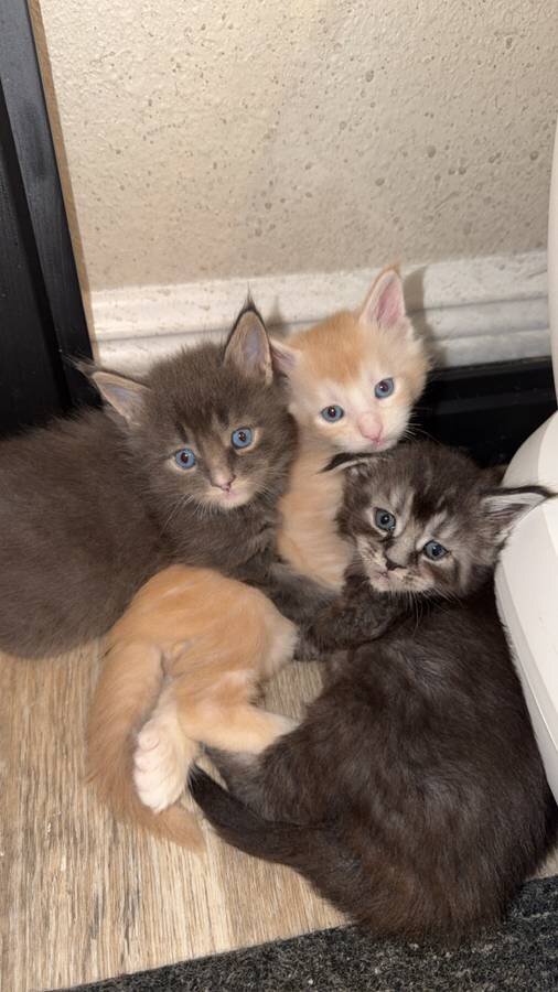 Fluffy Maine Coon Kittens image 1