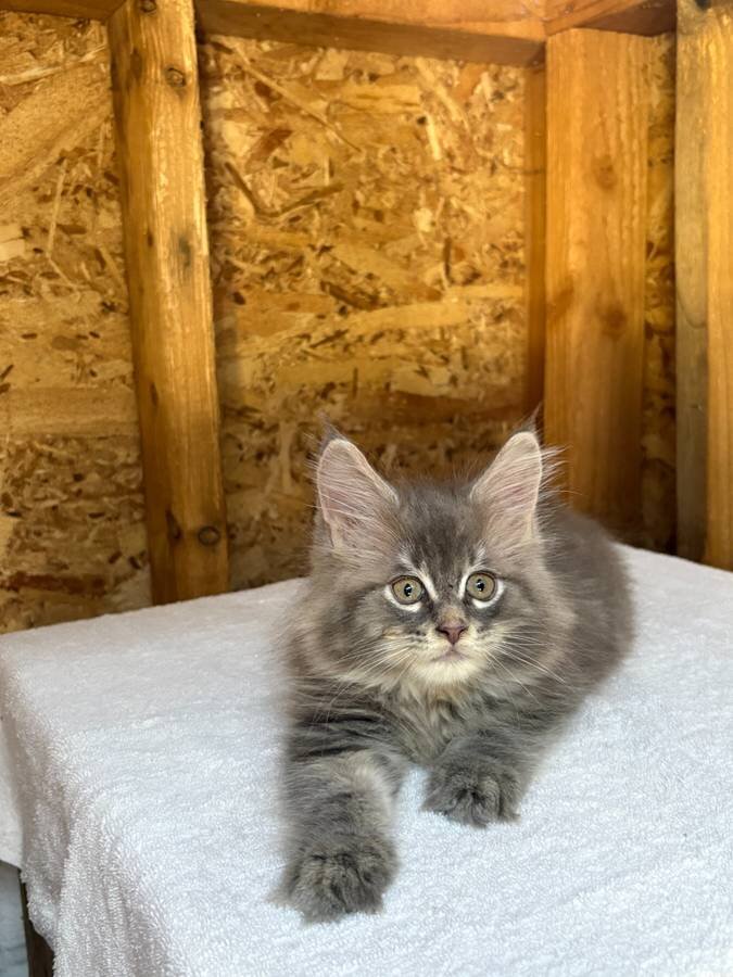 Fluffy Maine Coon Kittens image 2
