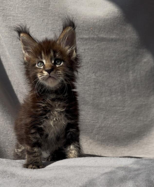 Fluffy Maine Coon Kittens image 3
