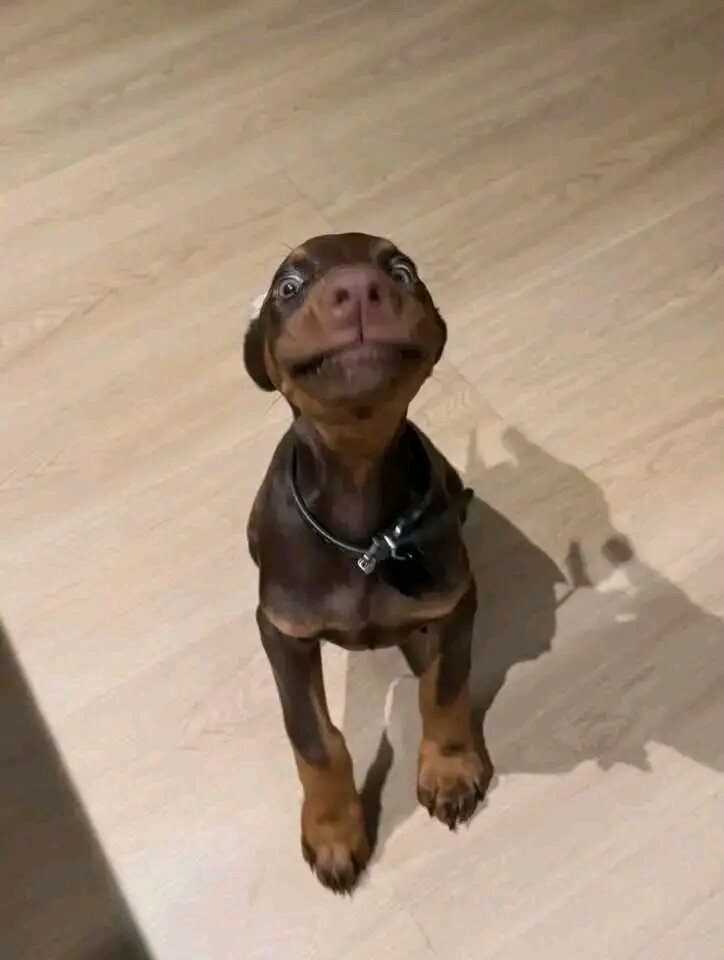 Doberman Pinscher Puppy Available At 12 Weeks image 3
