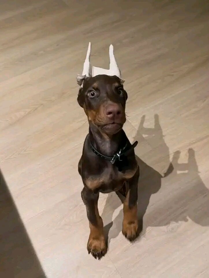 Doberman Pinscher Puppy Available At 12 Weeks image 2
