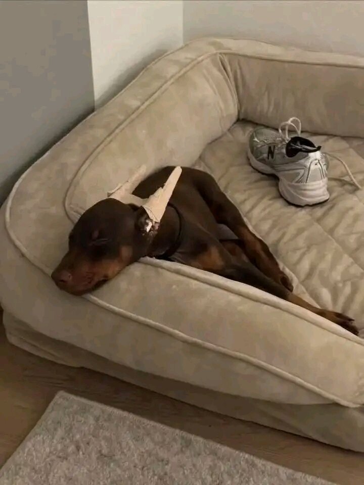 Doberman Pinscher Puppy Available At 12 Weeks image 1