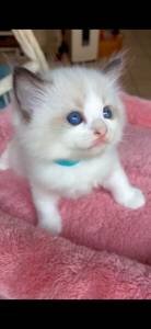 Ragdoll Kittens image 1