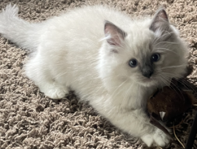 Ragdoll Kittens image 3