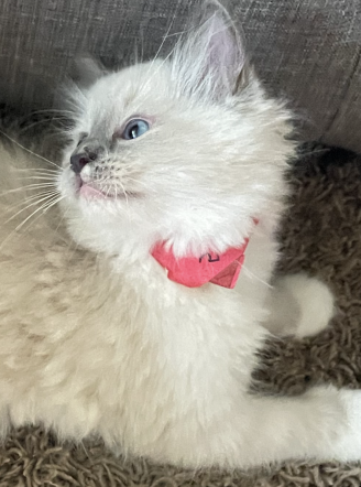 Ragdoll Kittens image 2