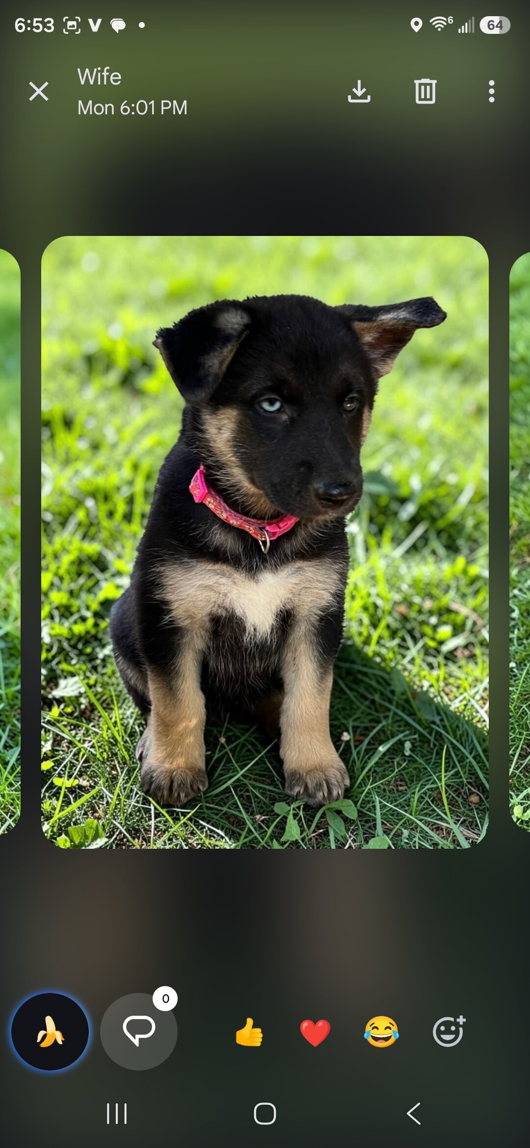 Shepskys image 4