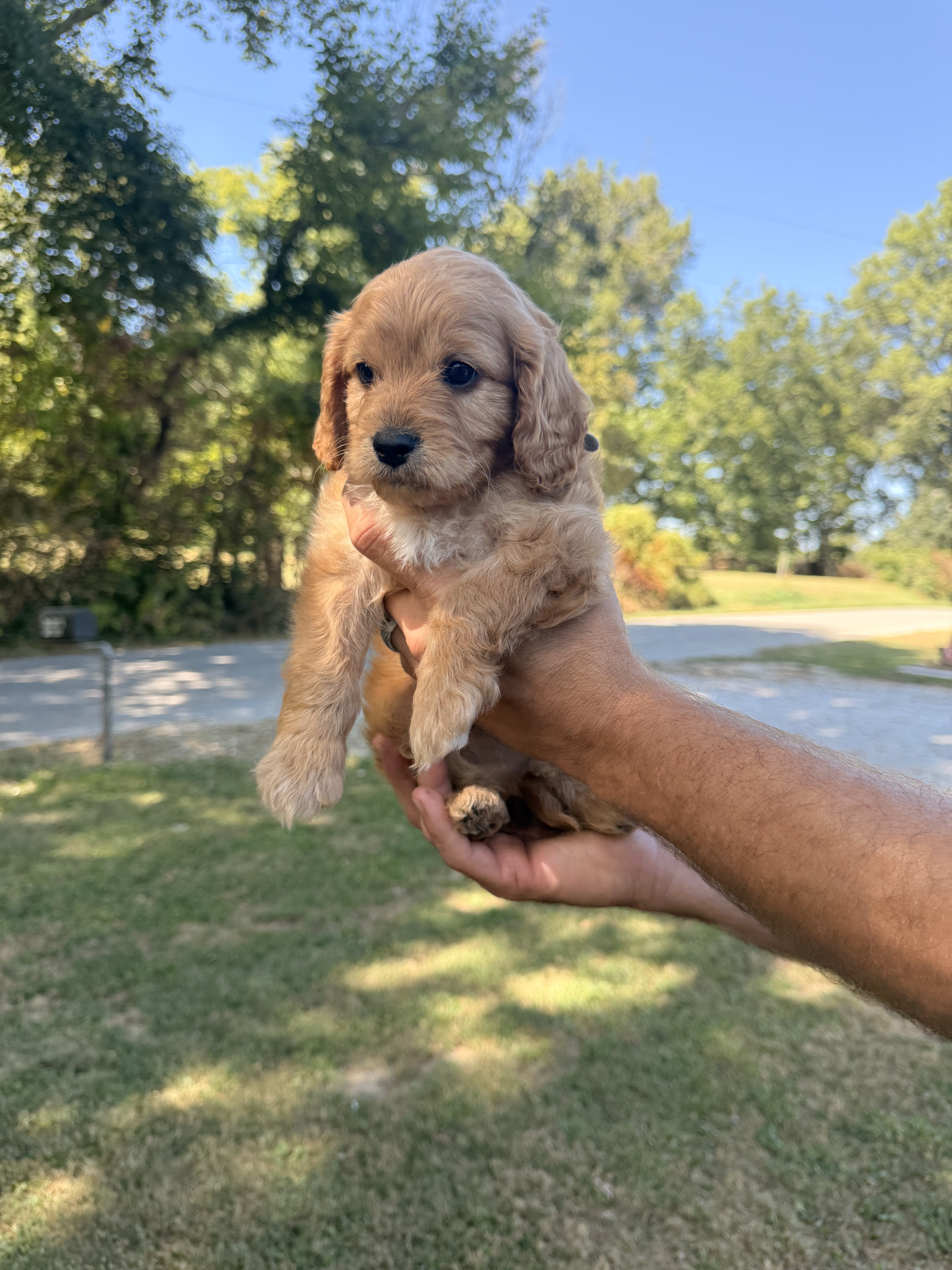 Mini Cavapoo image 4