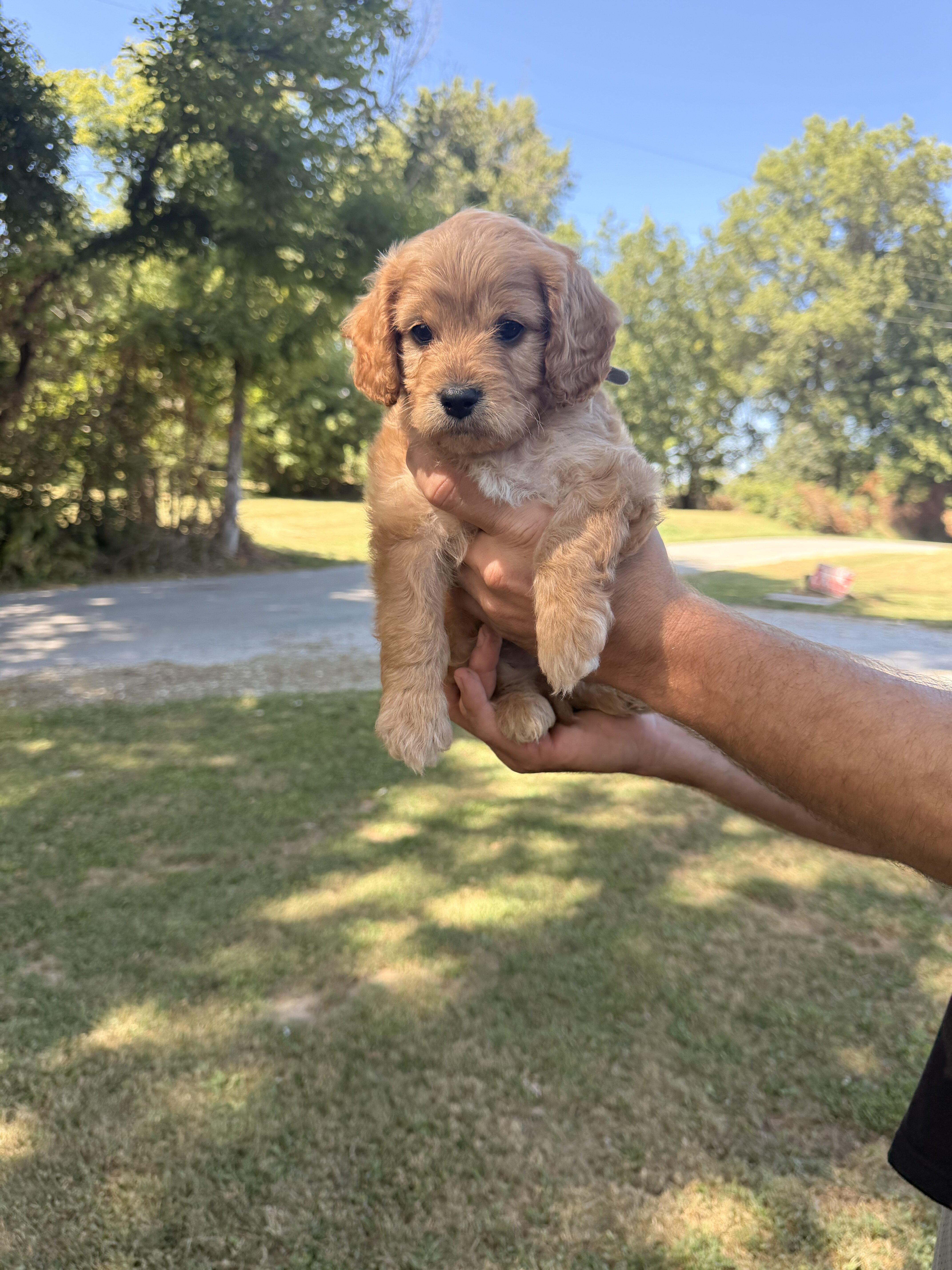 Mini Cavapoo image 3