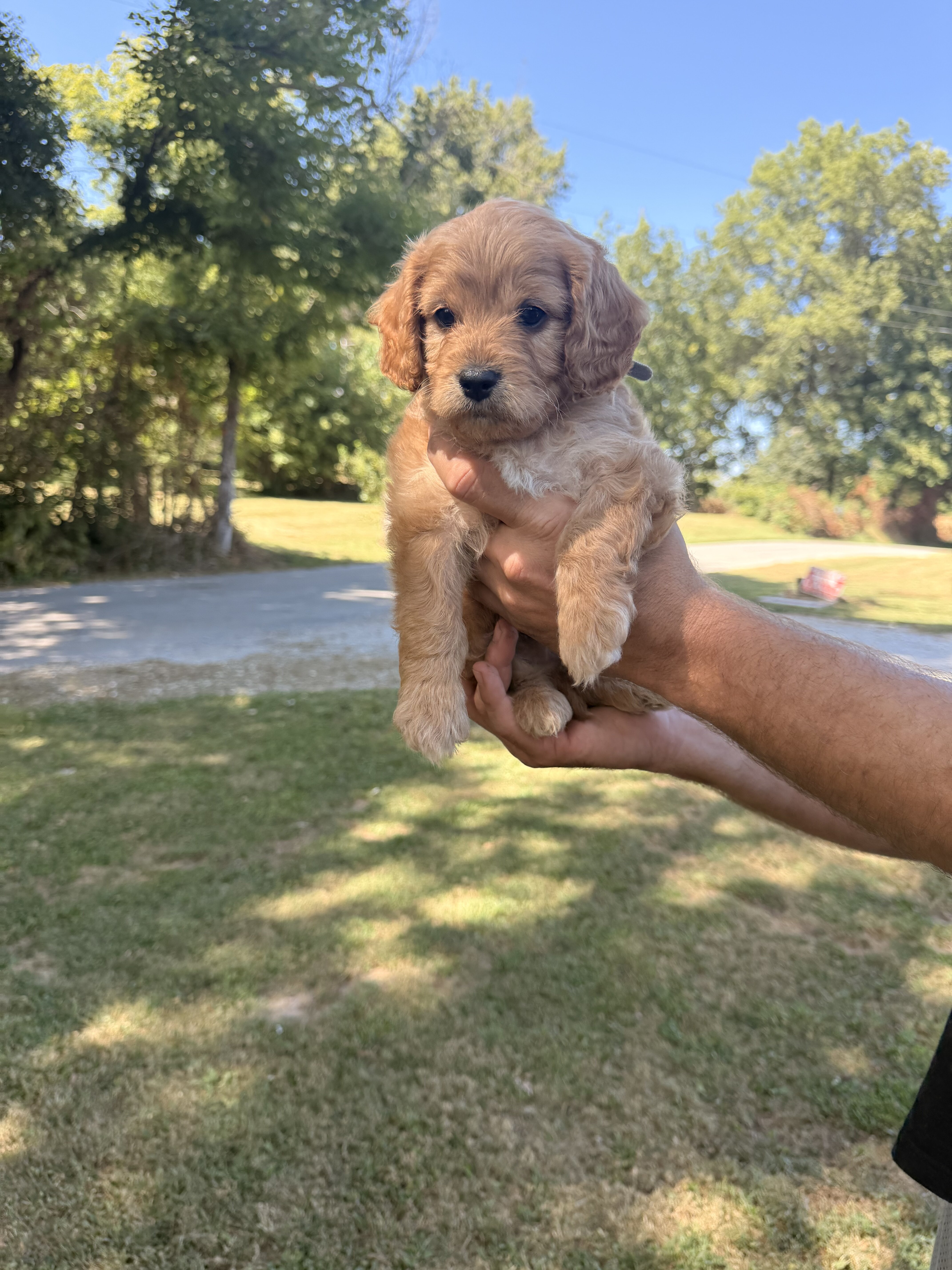 Mini Cavapoo image 2