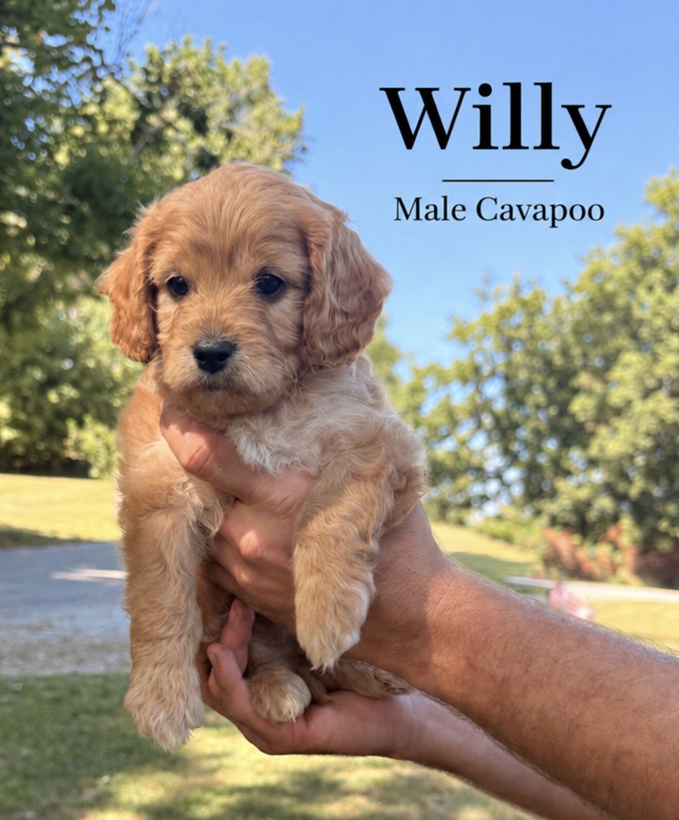 Mini Cavapoo image 1