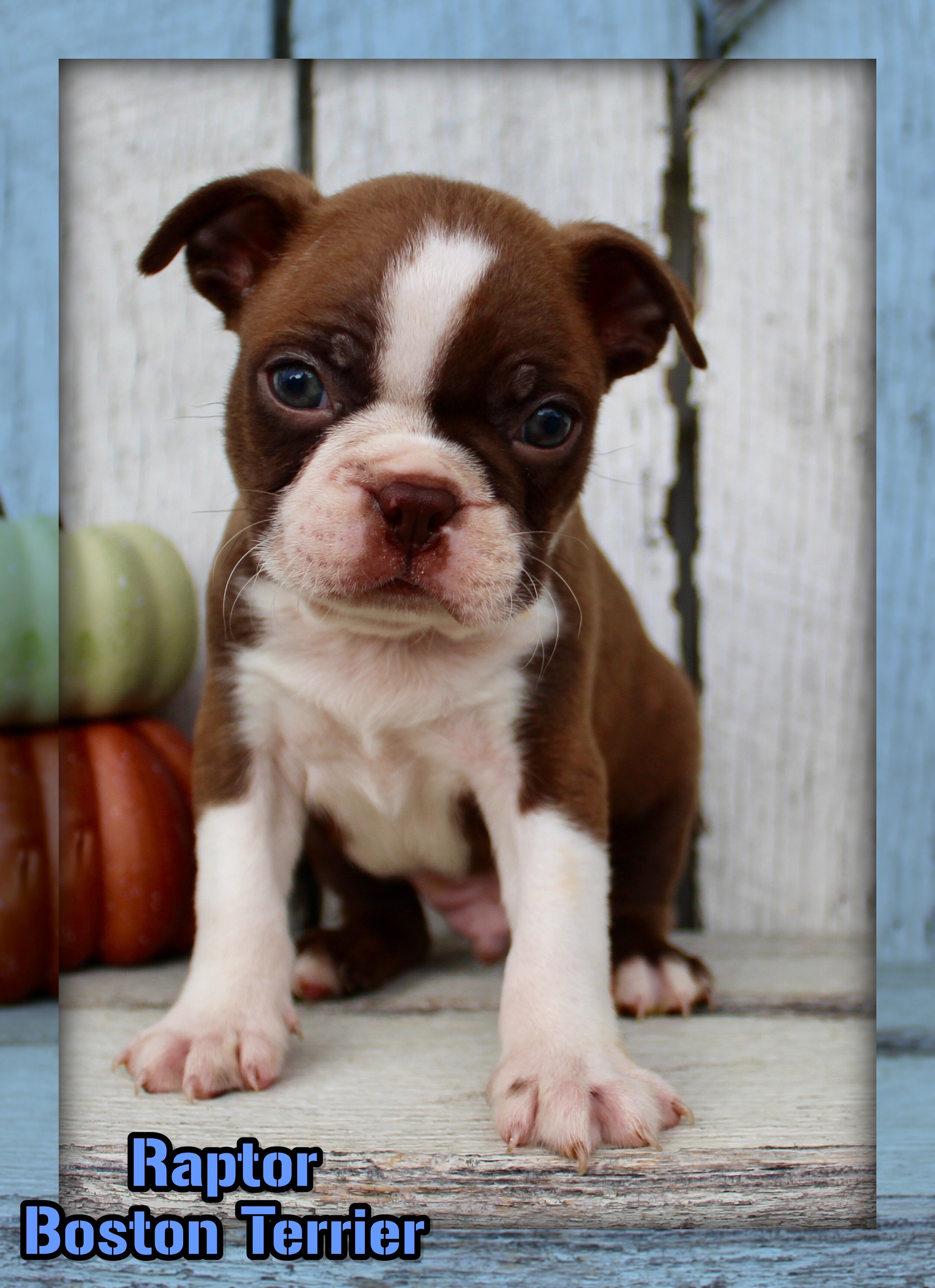Raptor Male AKC Boston Terrier image 1