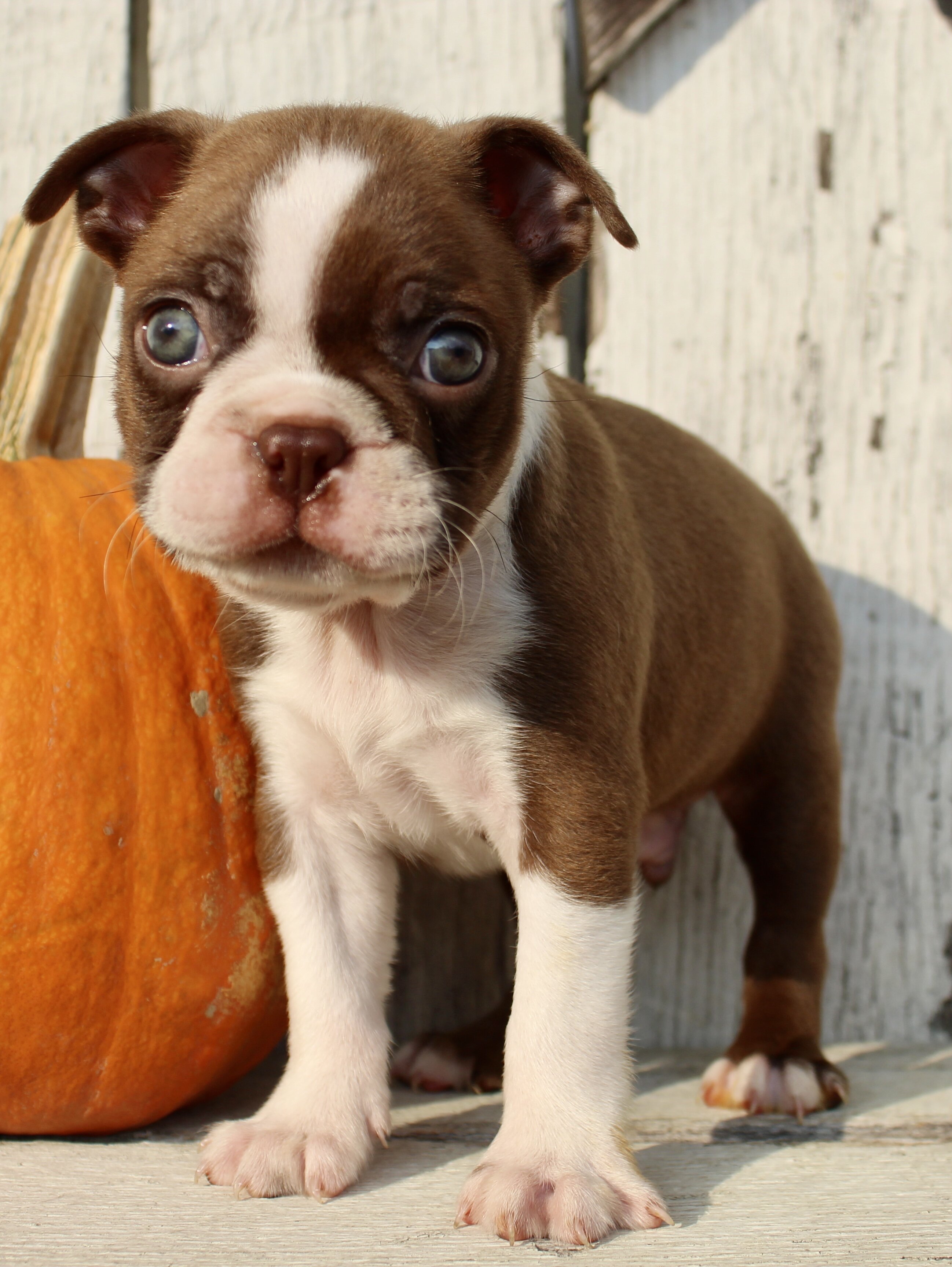 Raptor Male AKC Boston Terrier image 8