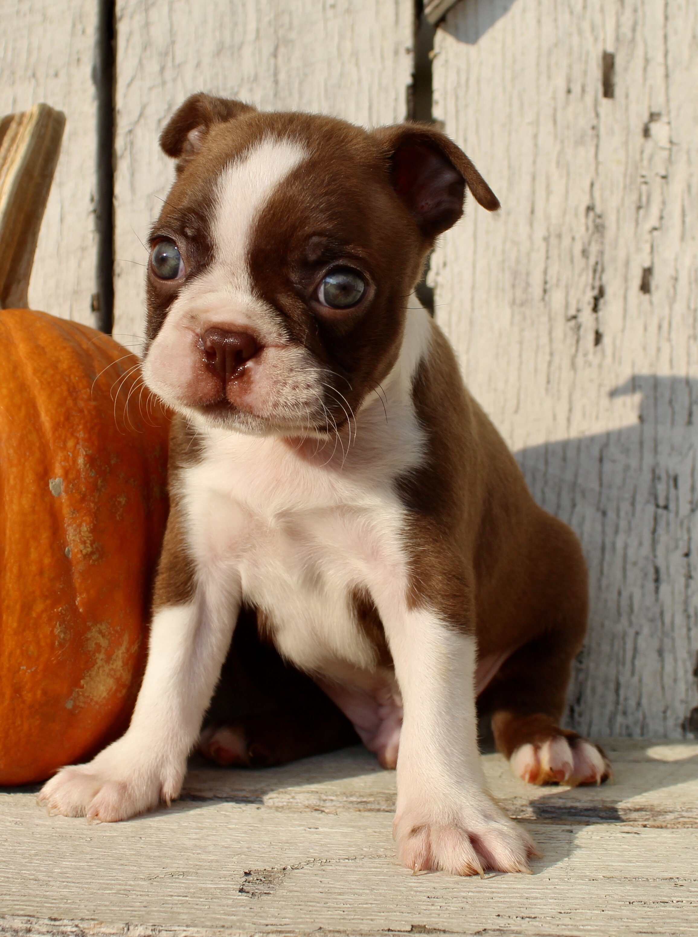Raptor Male AKC Boston Terrier image 7