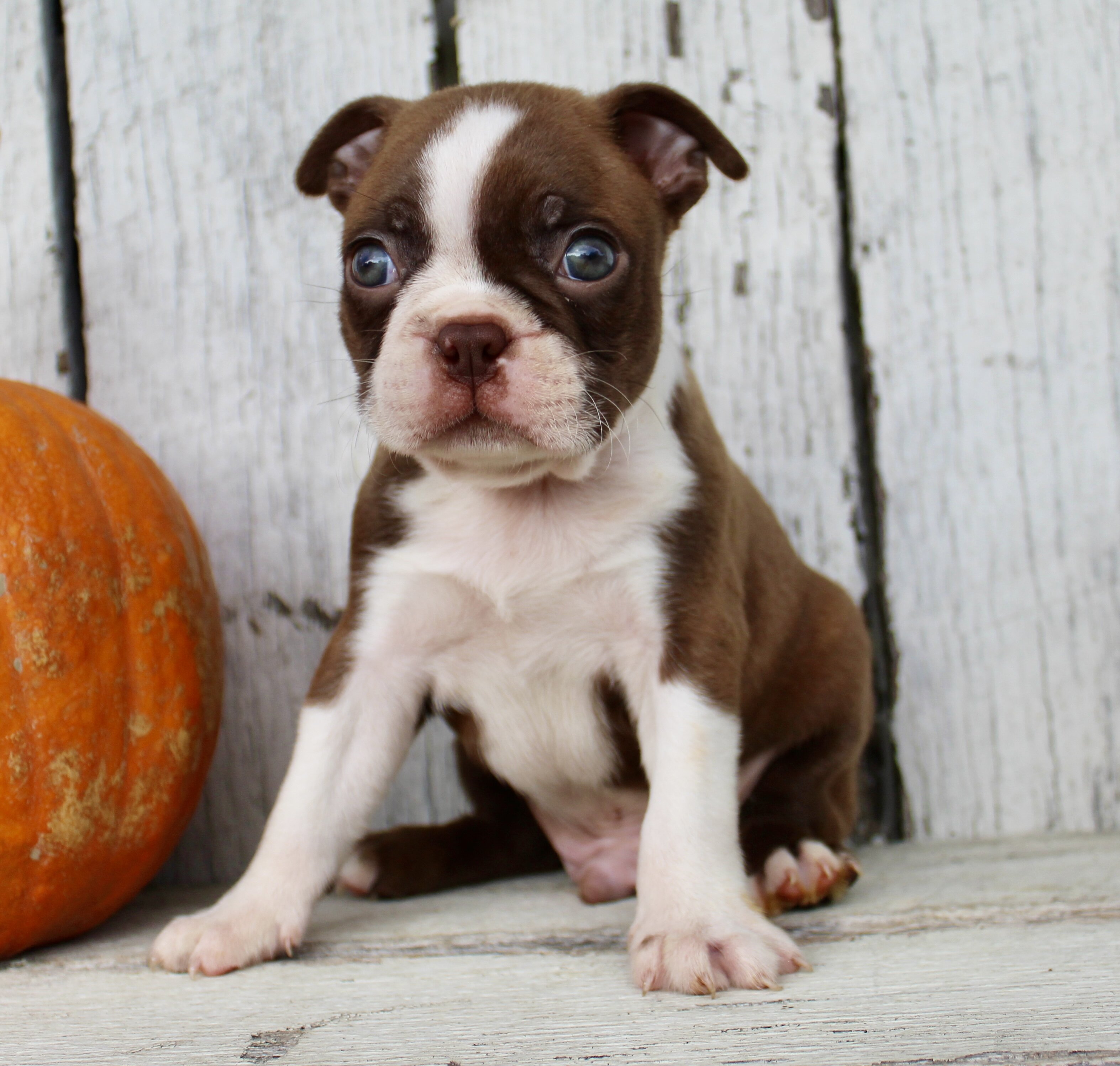 Raptor Male AKC Boston Terrier image 4