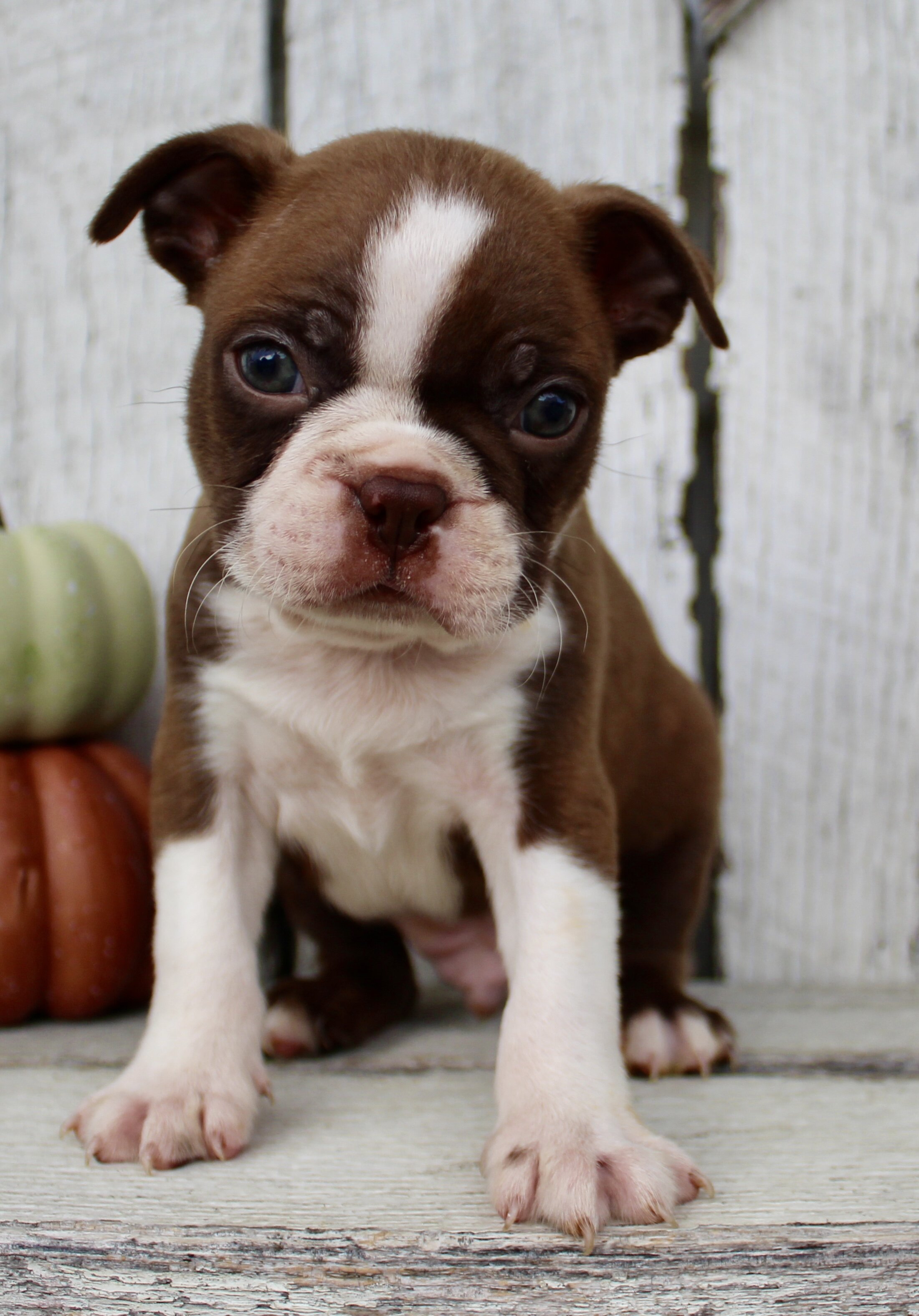 Raptor Male AKC Boston Terrier image 3