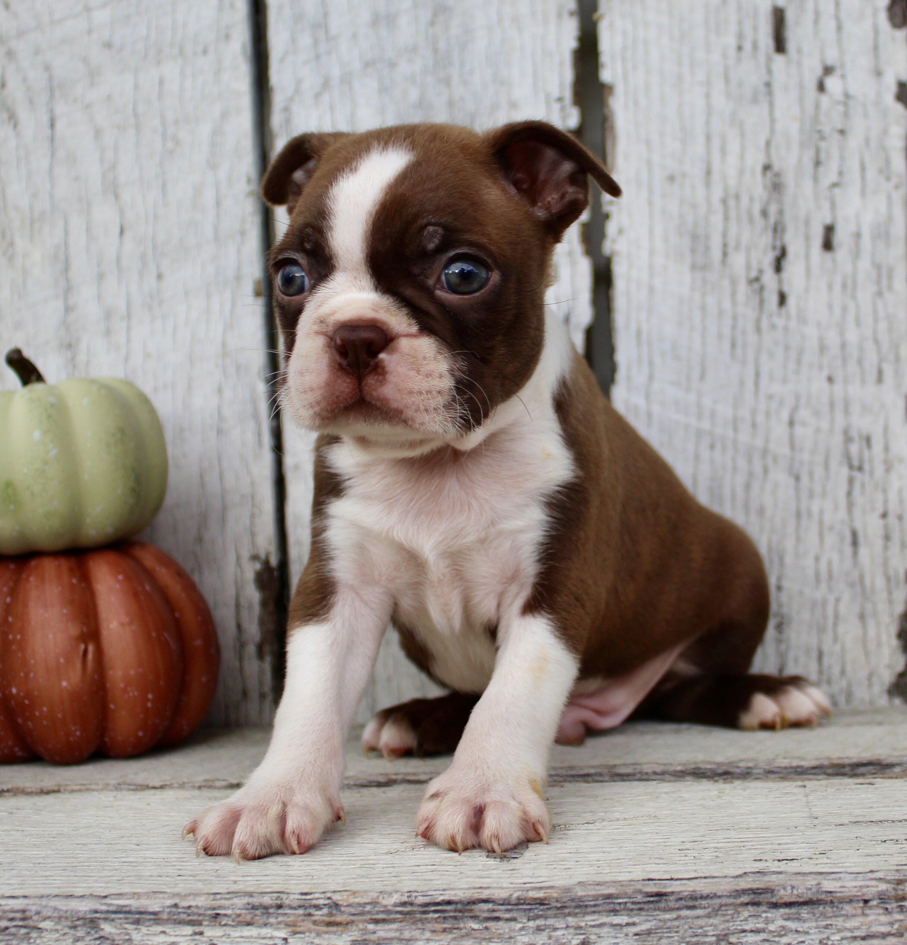 Raptor Male AKC Boston Terrier image 2