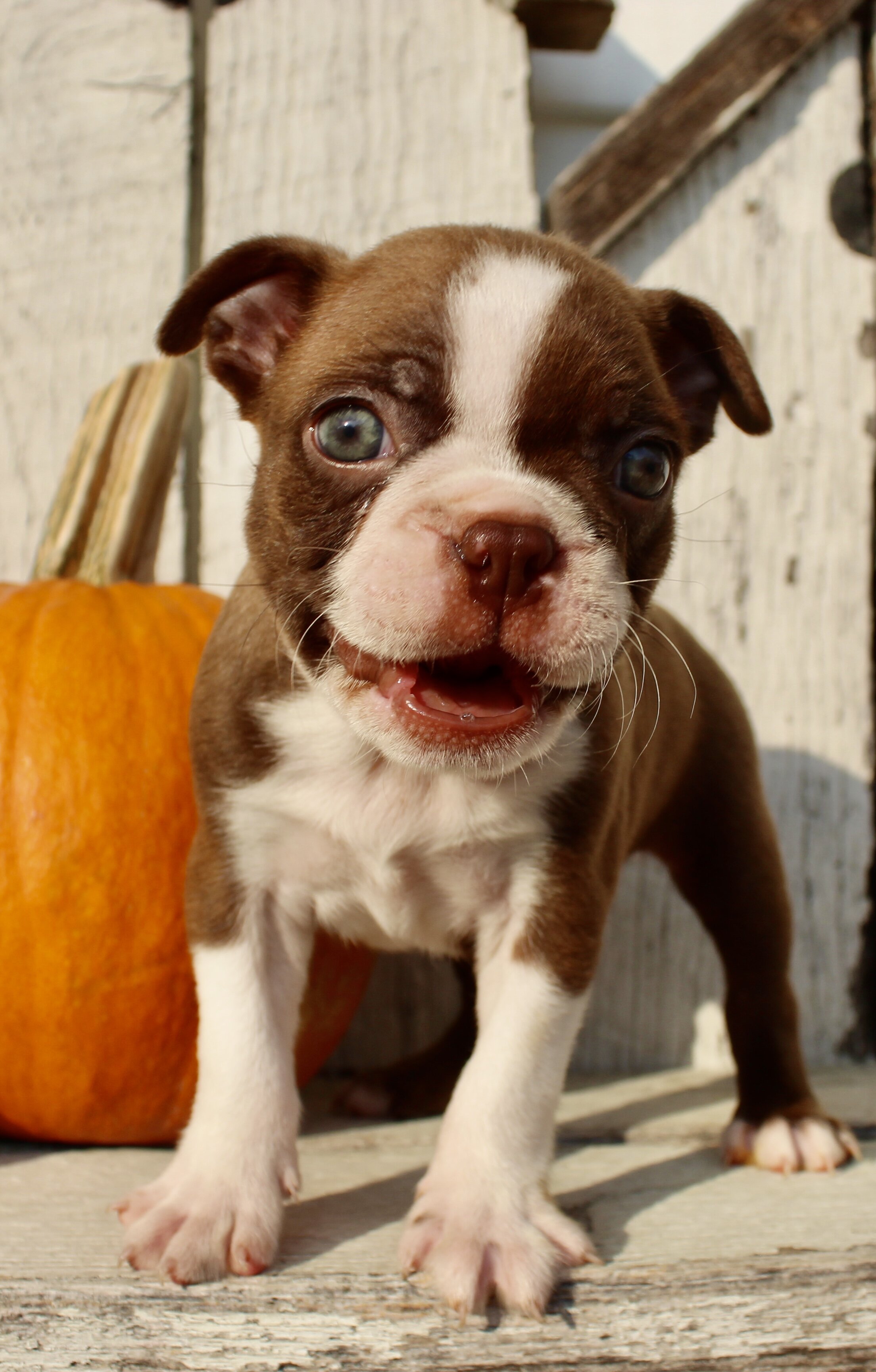 Raptor Male AKC Boston Terrier image 6