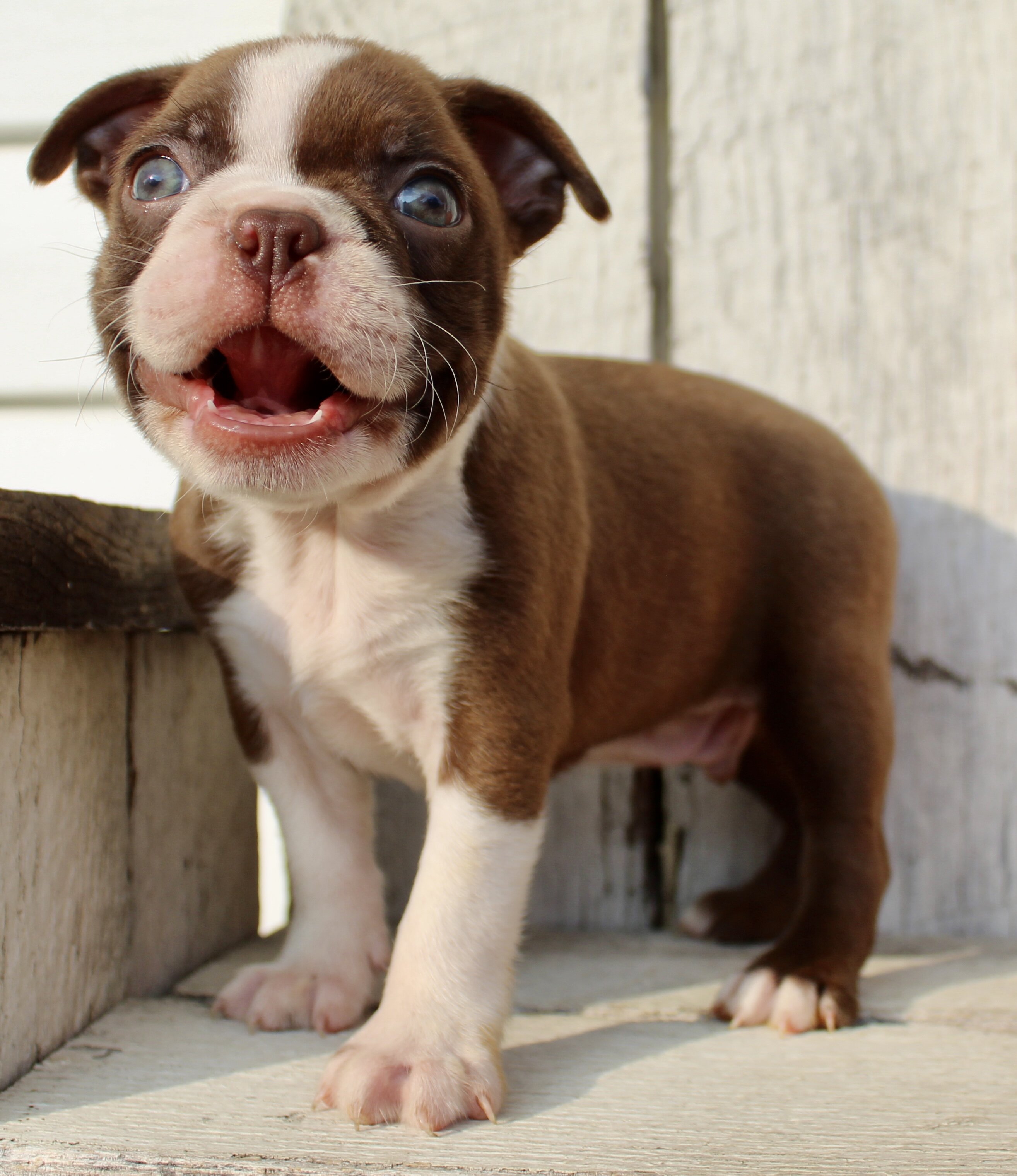 Raptor Male AKC Boston Terrier image 5