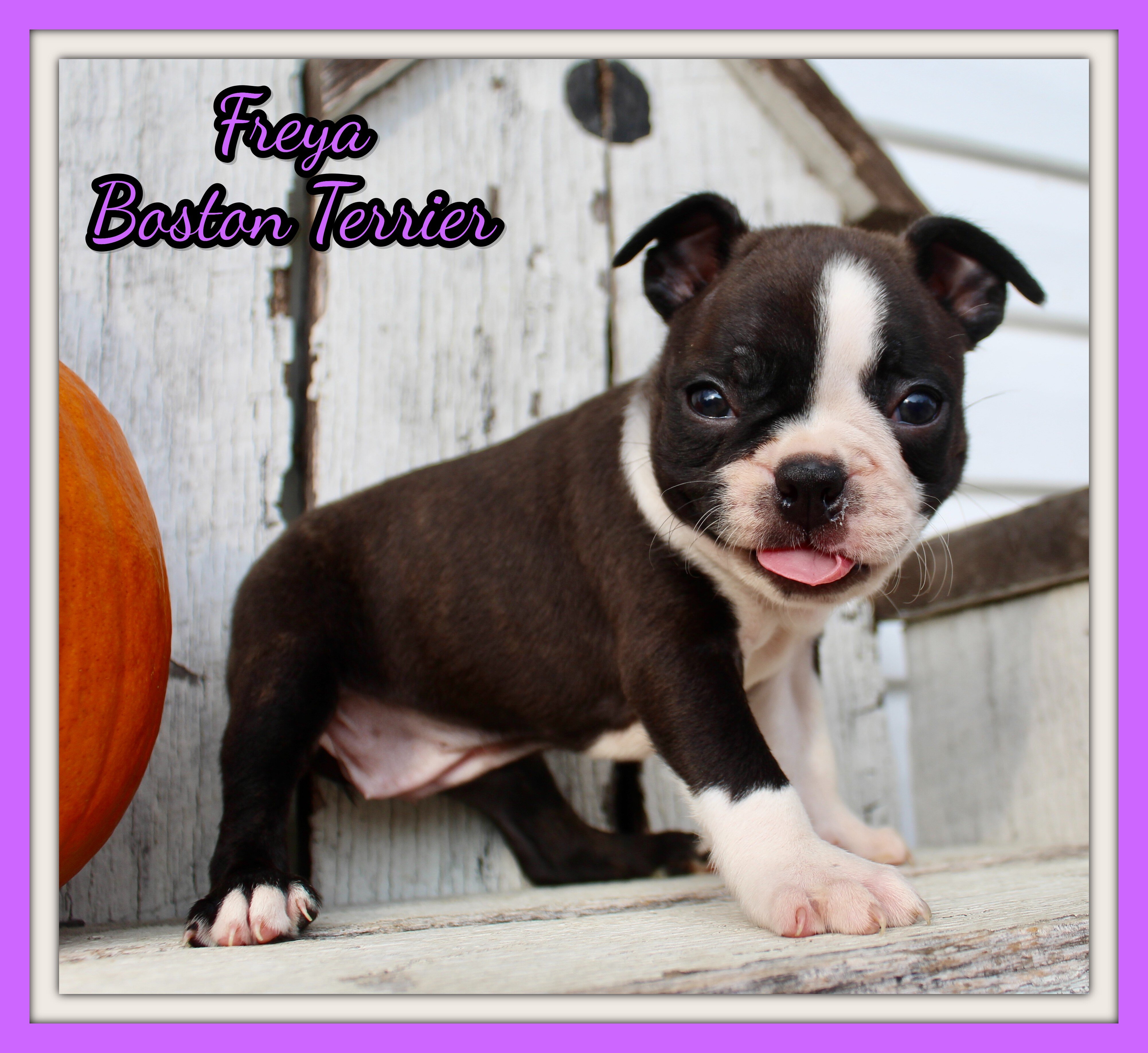 Freya Female AKC Boston Terrier image 1