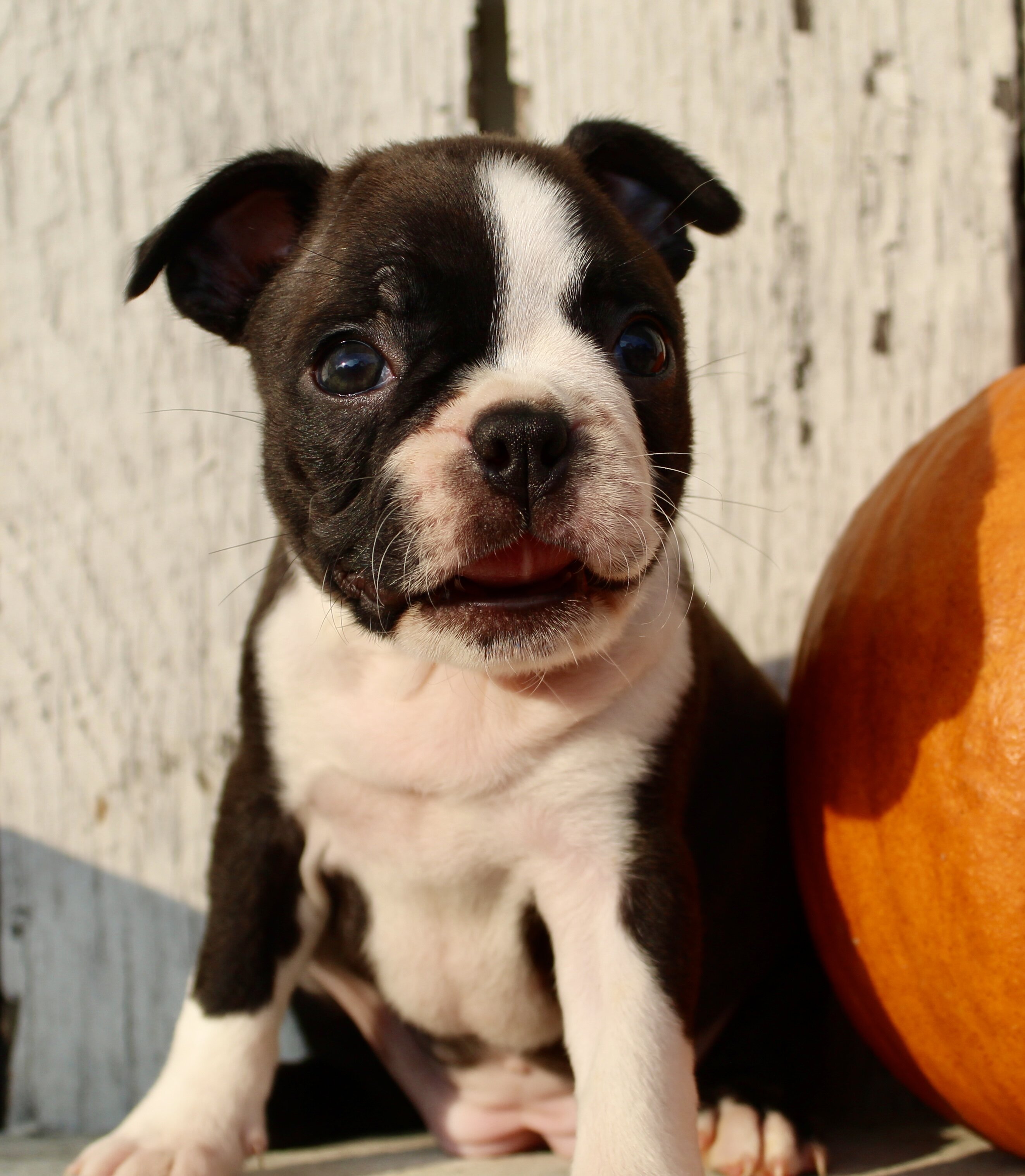 Freya Female AKC Boston Terrier image 7