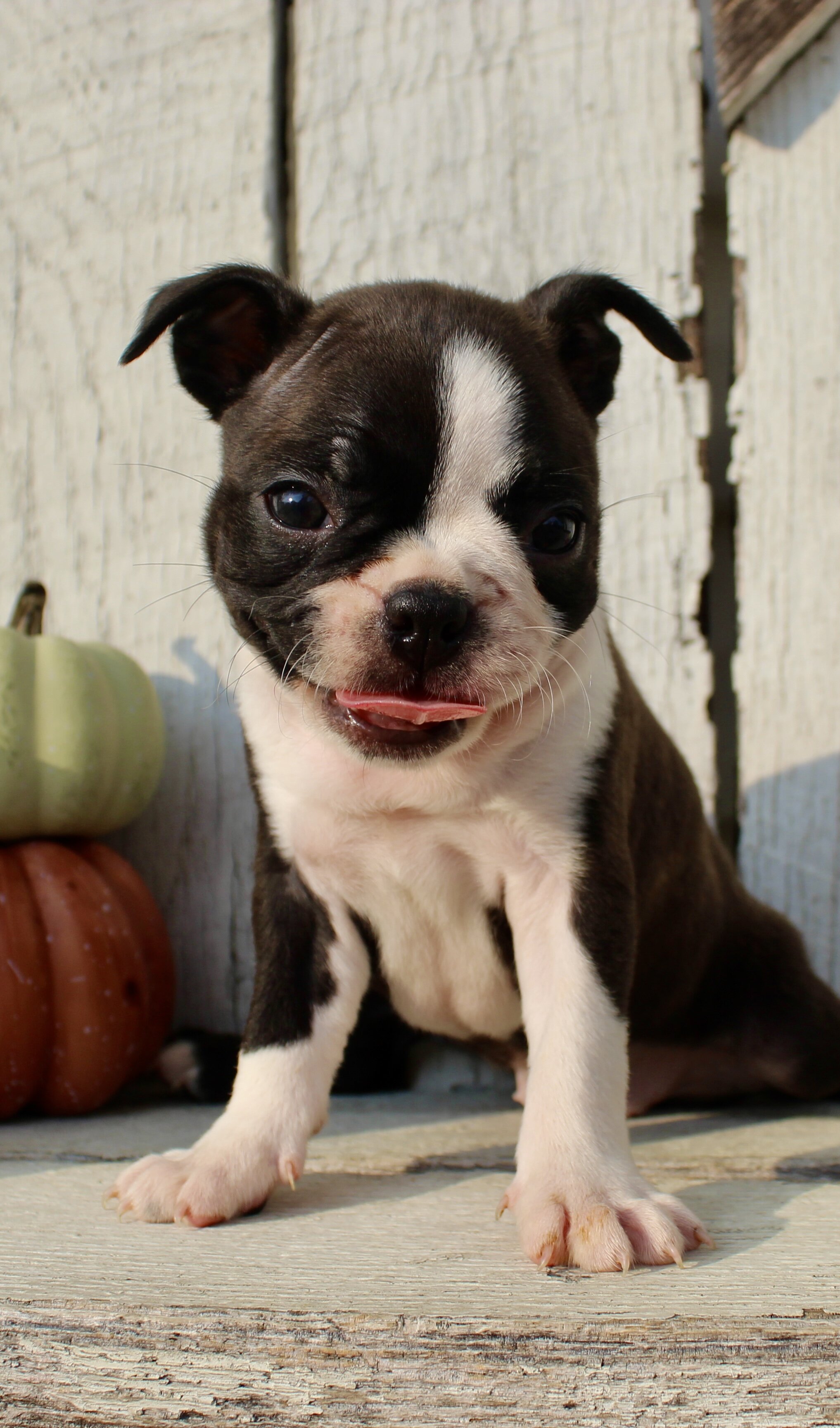 Freya Female AKC Boston Terrier image 5