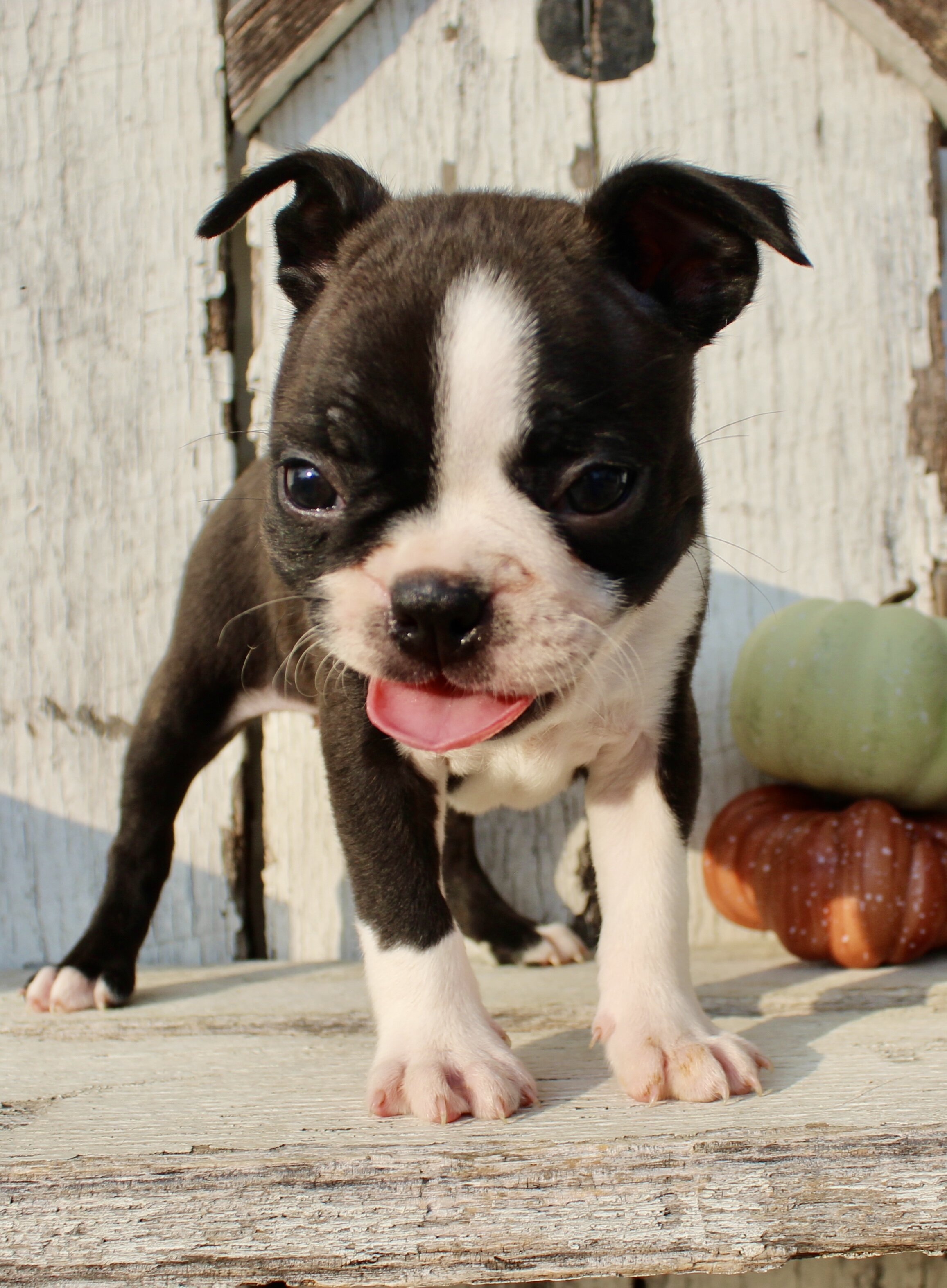 Freya Female AKC Boston Terrier image 4